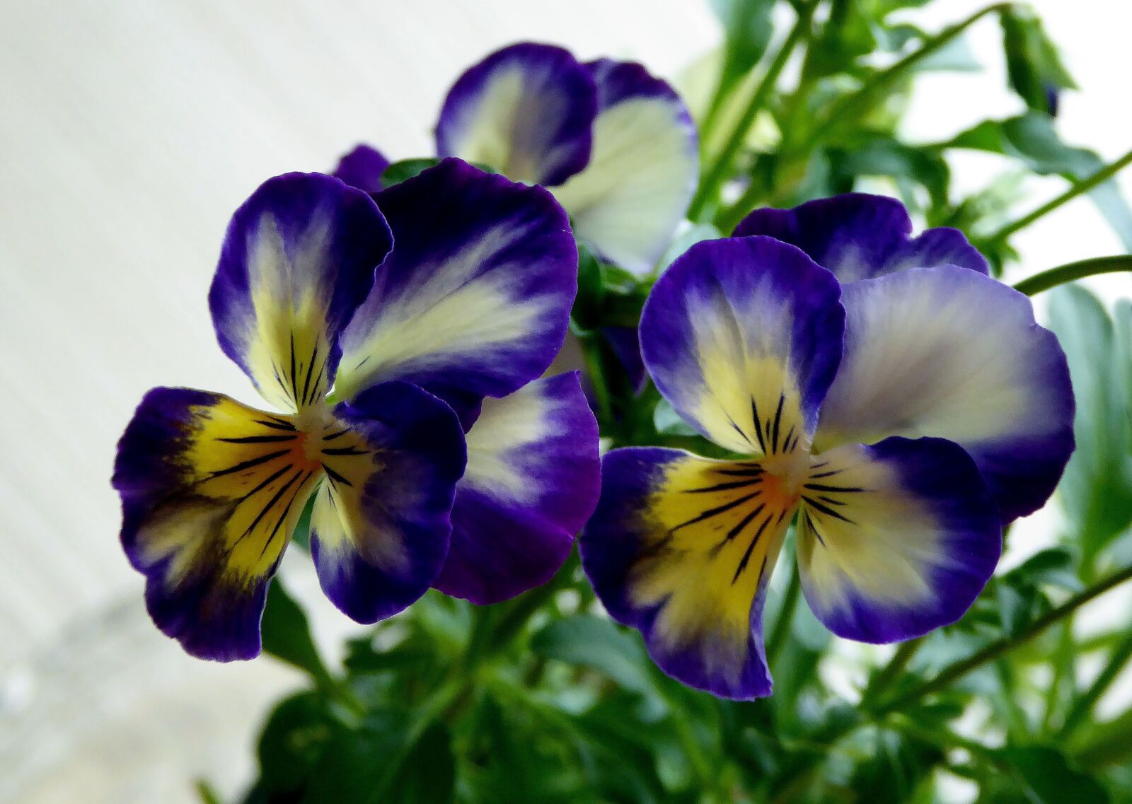 Panasonic DMC-TZ61 sample photo. Pansy, honrveilchen, blue photography