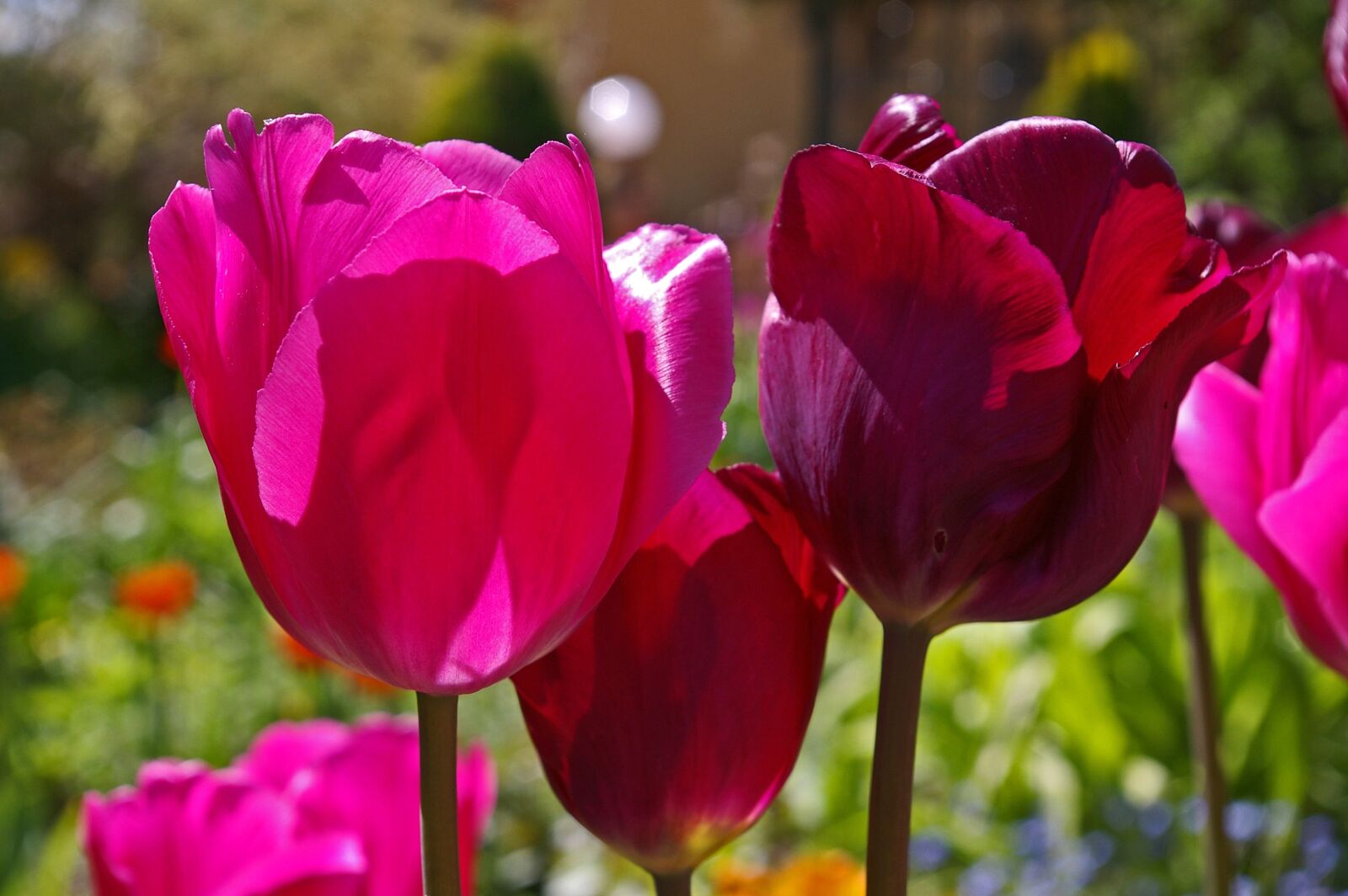 Pentax *ist DL2 sample photo. Tulips, red tulips, red photography