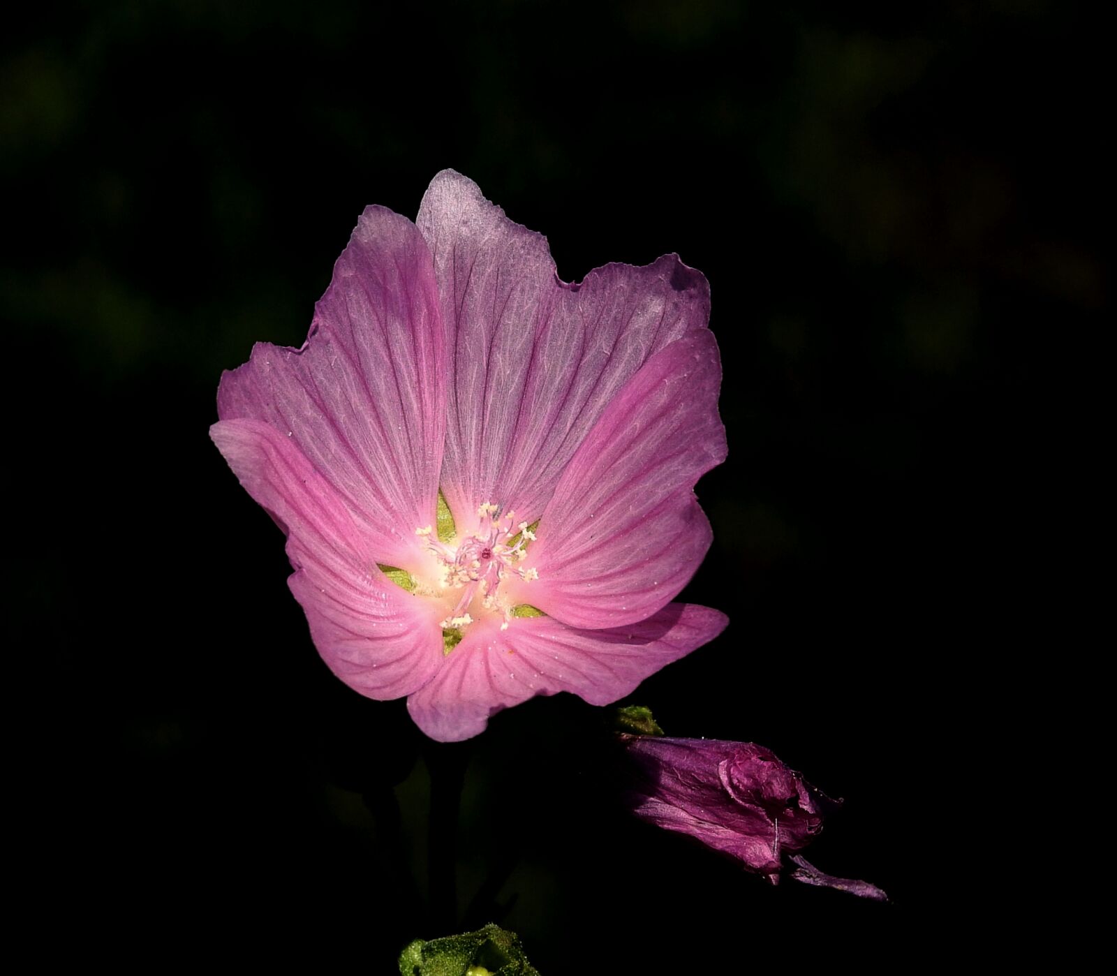 Nikon Coolpix P900 sample photo. Flower, pink, figure photography
