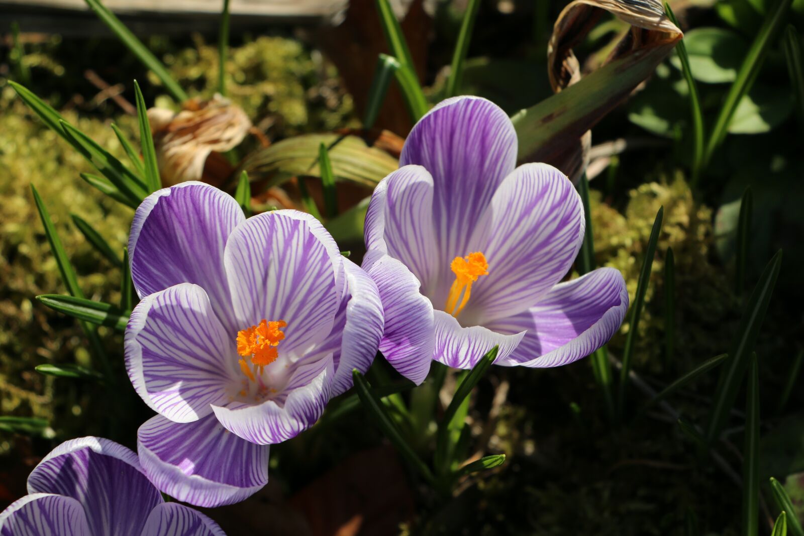 Canon EOS 70D sample photo. Crocuses, purple, spring photography