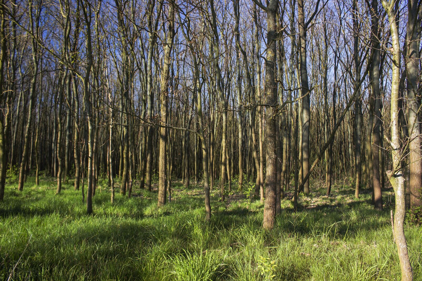 Canon EOS 700D (EOS Rebel T5i / EOS Kiss X7i) sample photo. Forest, spring, nature photography