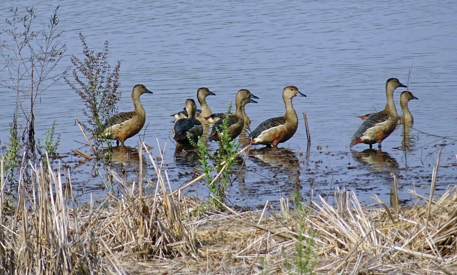 Sony DSC-HX60V sample photo. Bird, duck, avian photography
