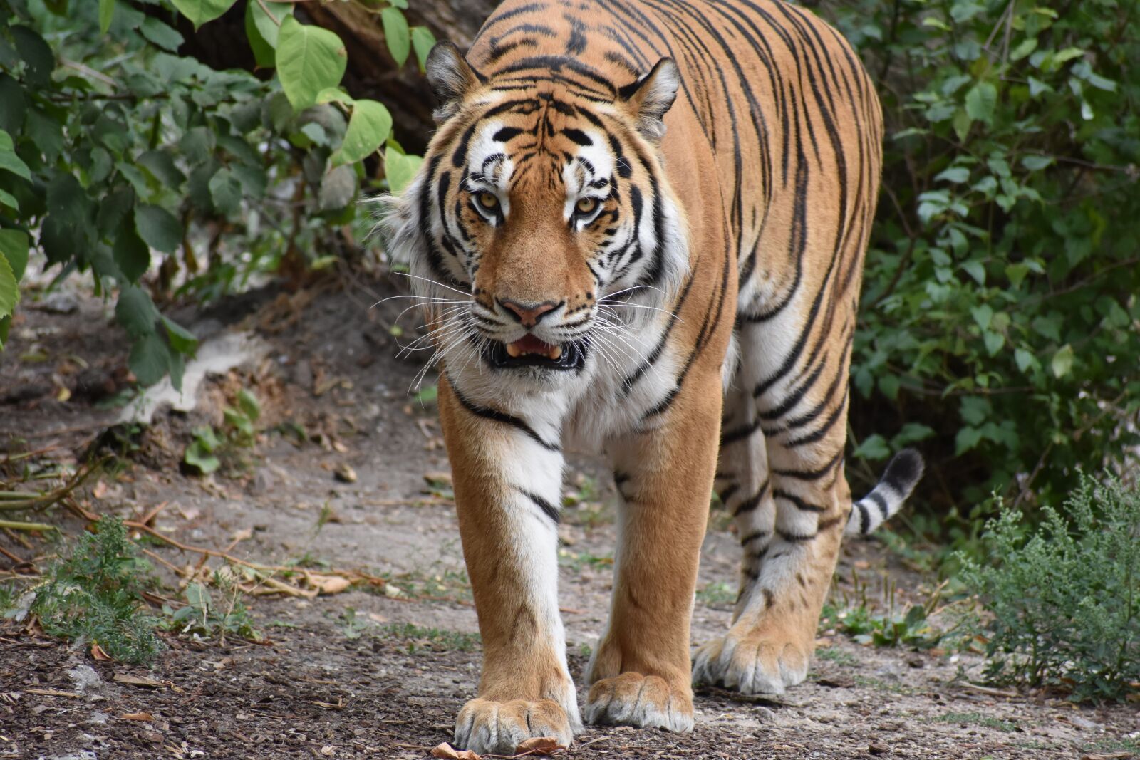 Nikon D3400 sample photo. Tiger, predator, wildlife photography