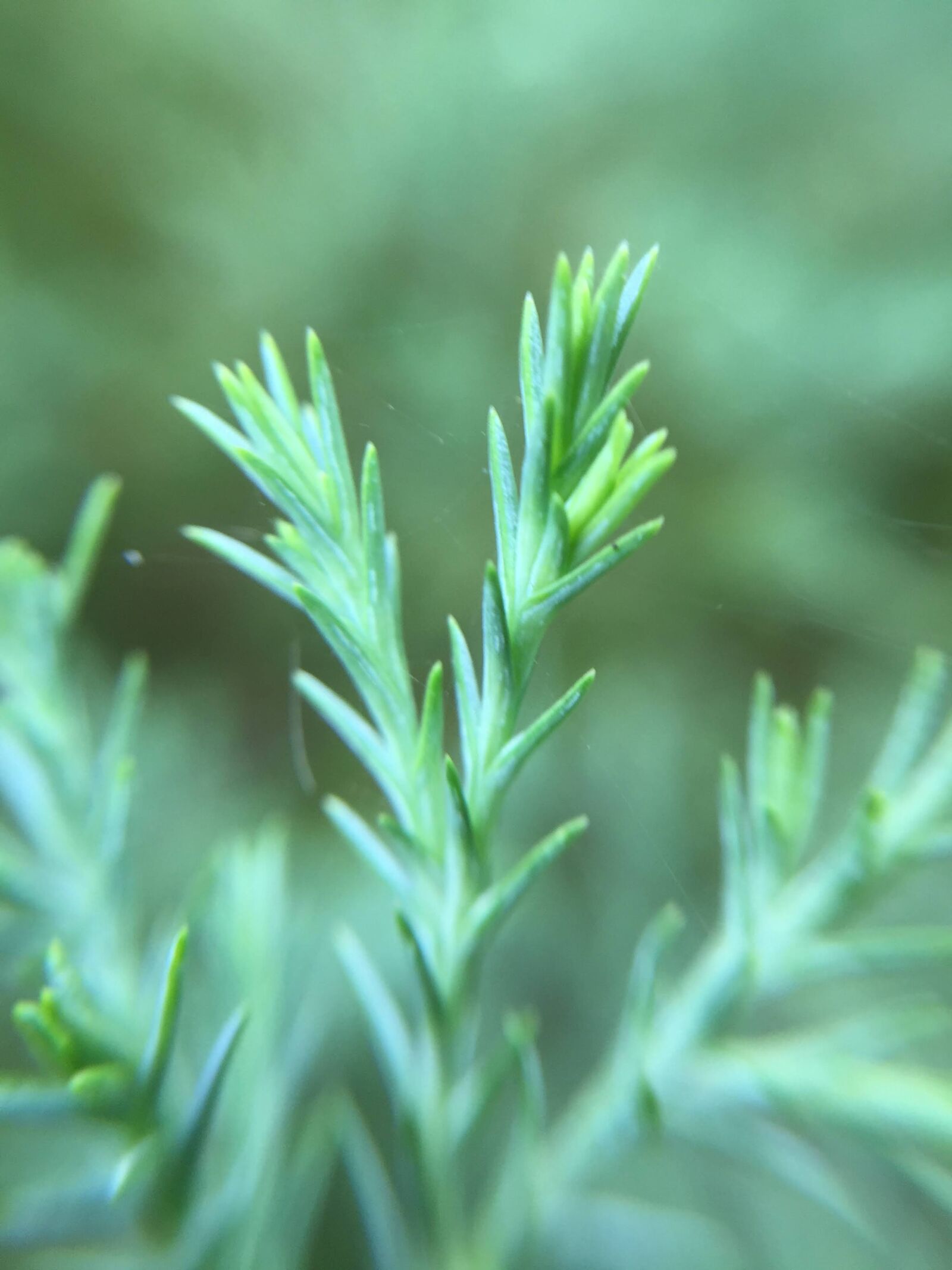 iPhone 6 back camera 4.15mm f/2.2 sample photo. Spruce, green, leaf photography