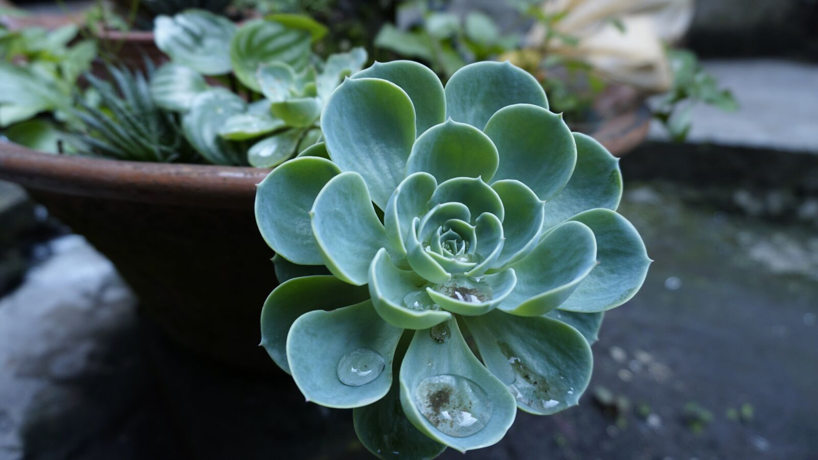 Sony a6000 sample photo. Flower, droop, nature photography