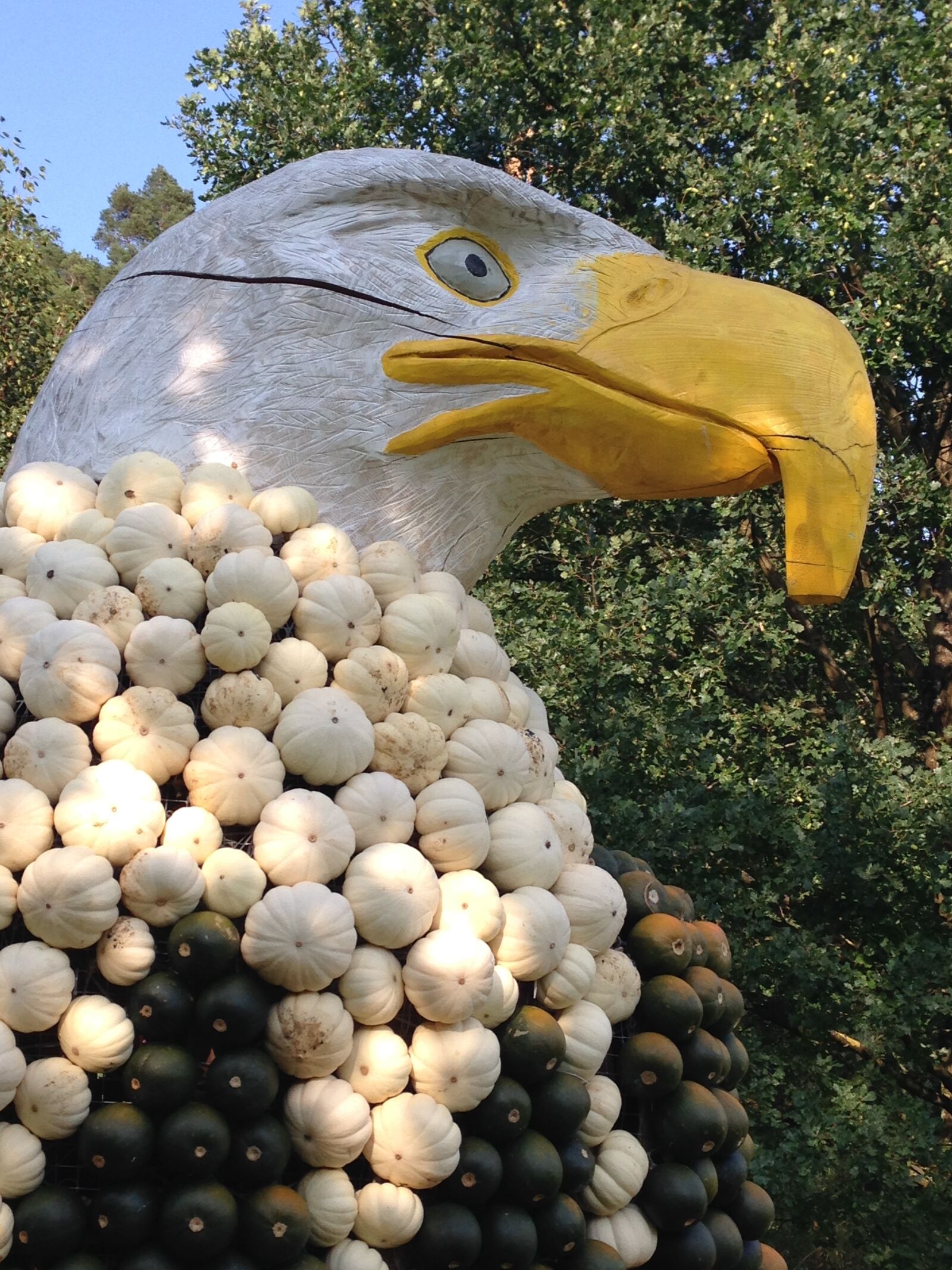 iPhone 5 back camera 4.12mm f/2.4 sample photo. Eagle, pumpkin, fall photography