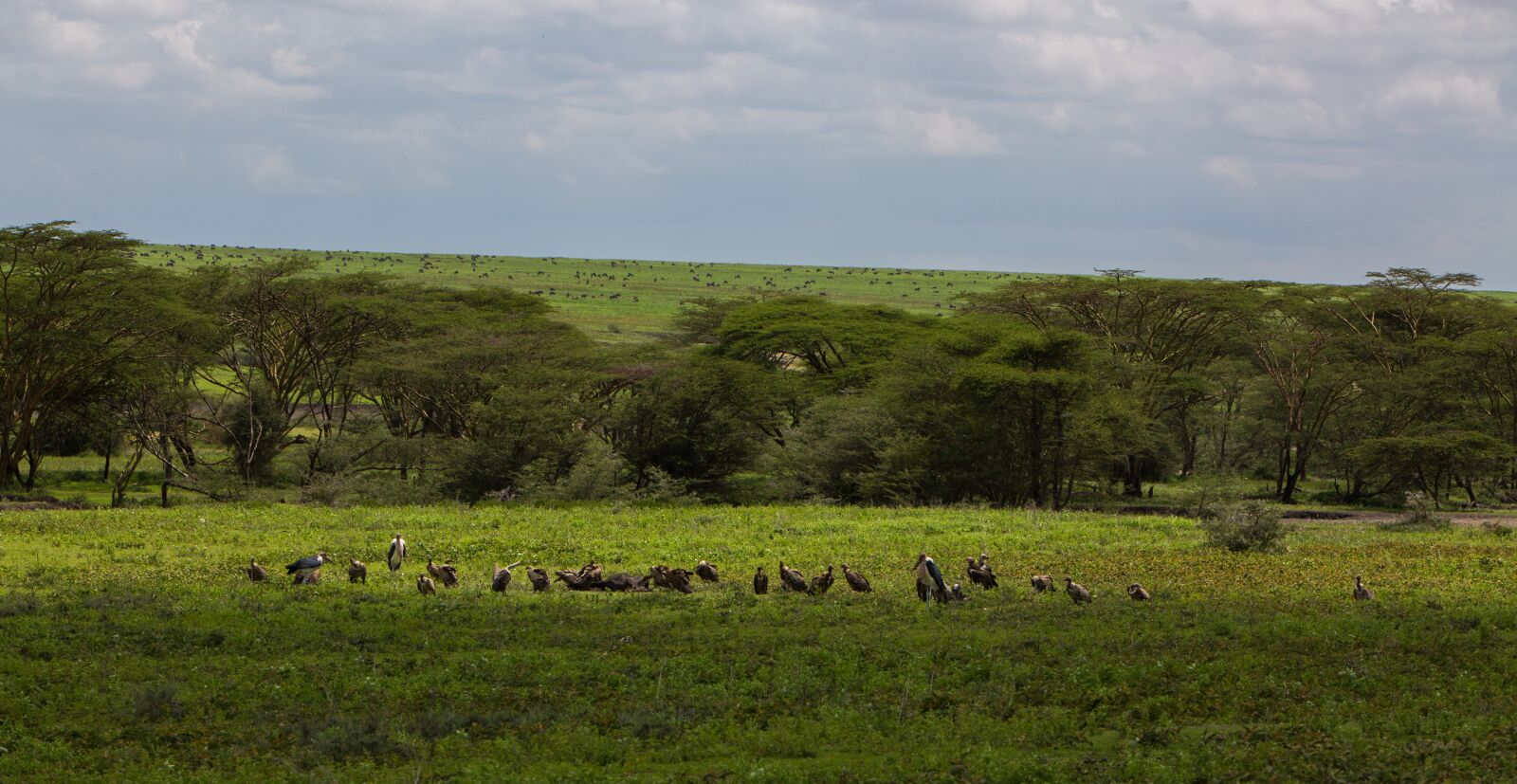 Canon EF 70-200mm F2.8L IS USM sample photo. Ngorongoro conservation area, tanzania photography