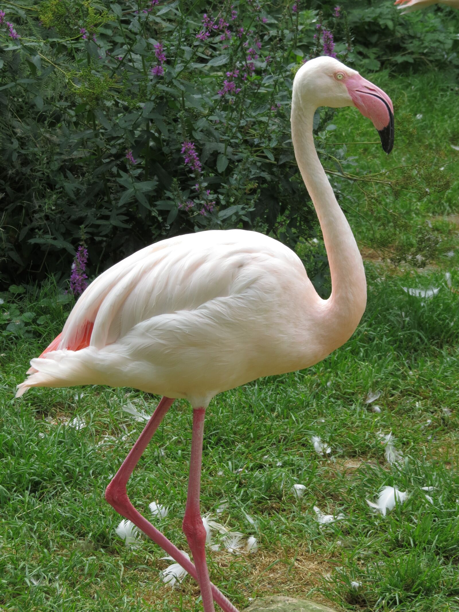 Canon PowerShot SX50 HS sample photo. Animals, bird, flamingo photography