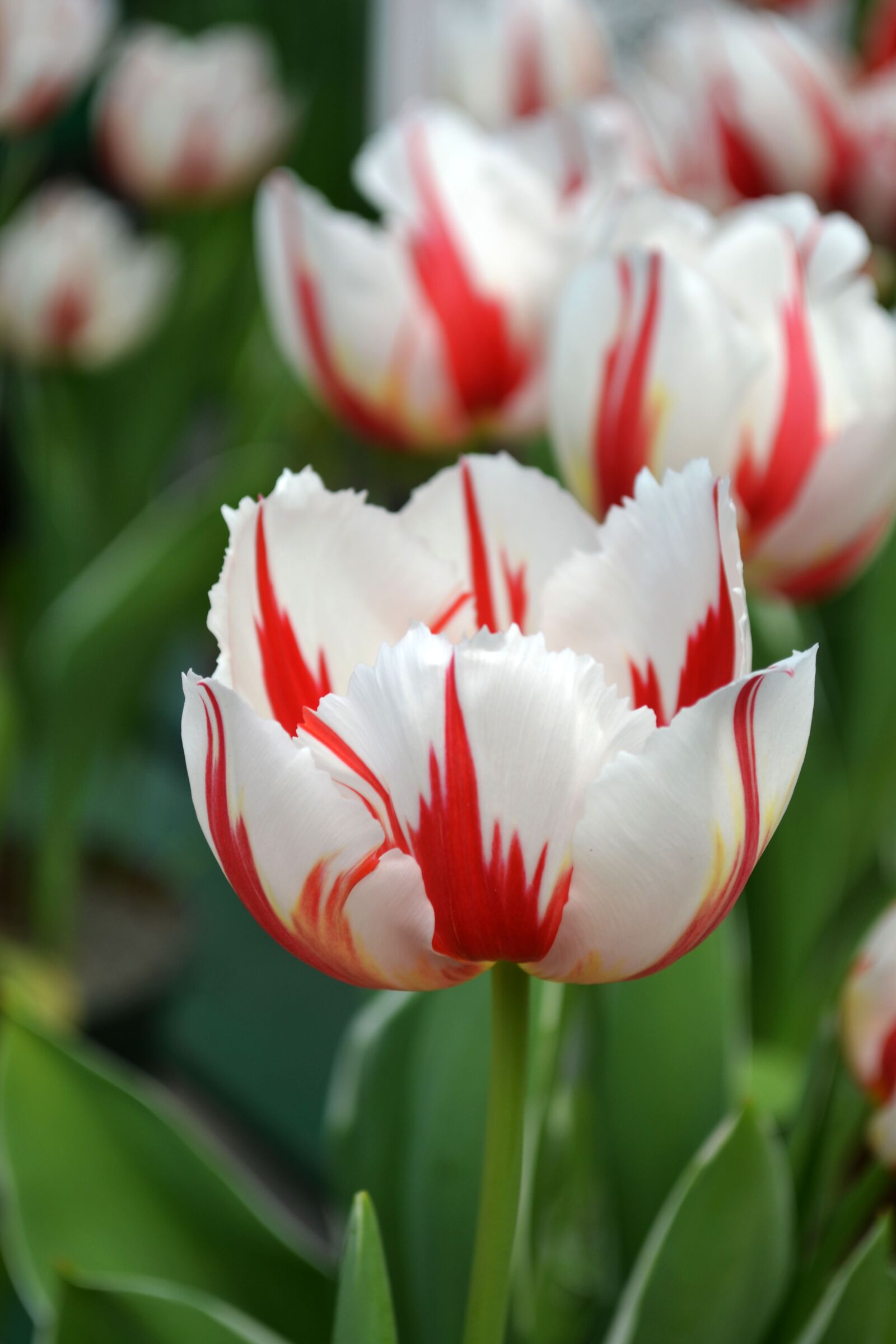 Nikon D3100 sample photo. Tulip, red and white photography