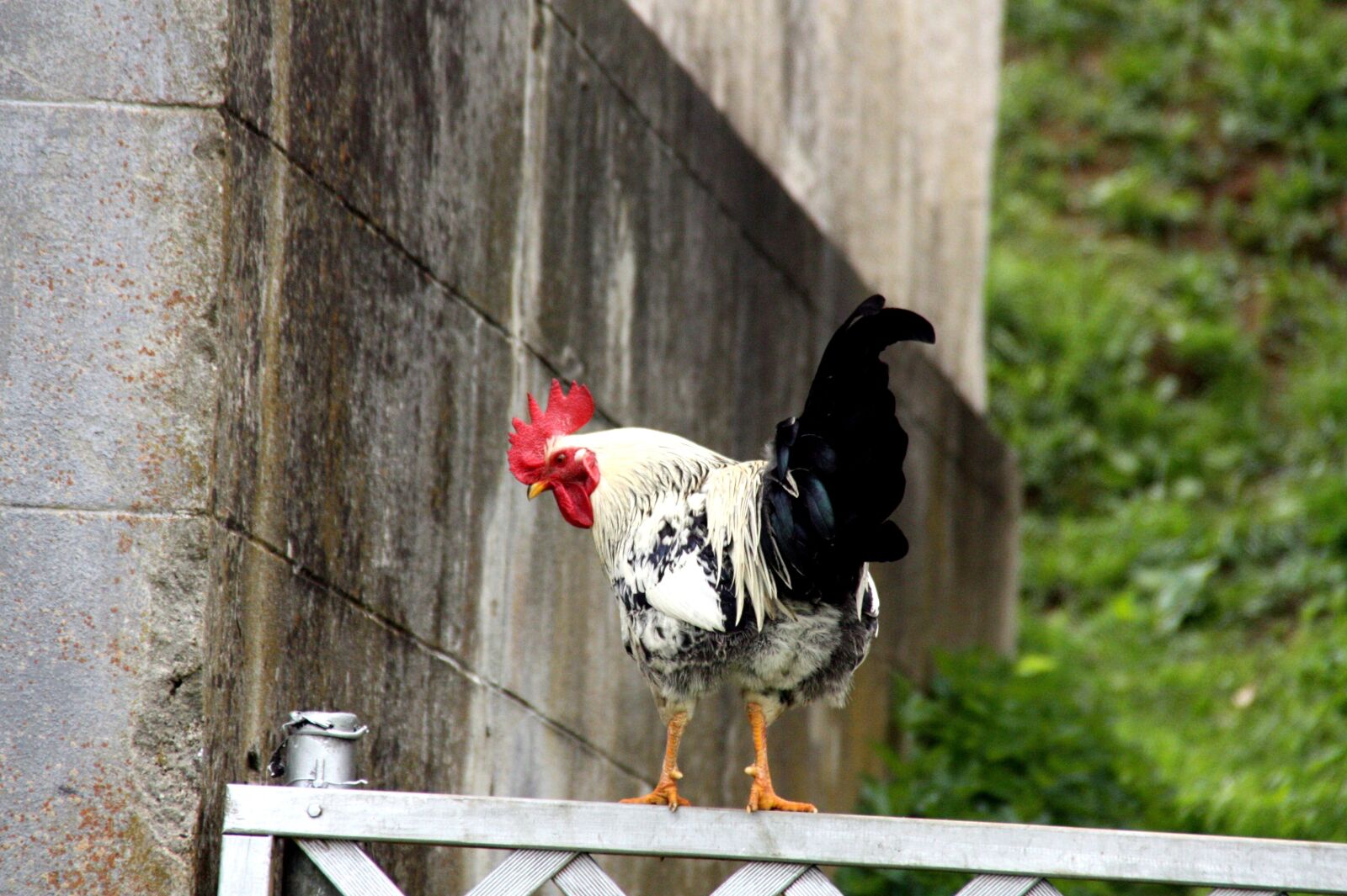 Canon EOS 450D (EOS Rebel XSi / EOS Kiss X2) sample photo. Hahn, chickens, outdoor photography