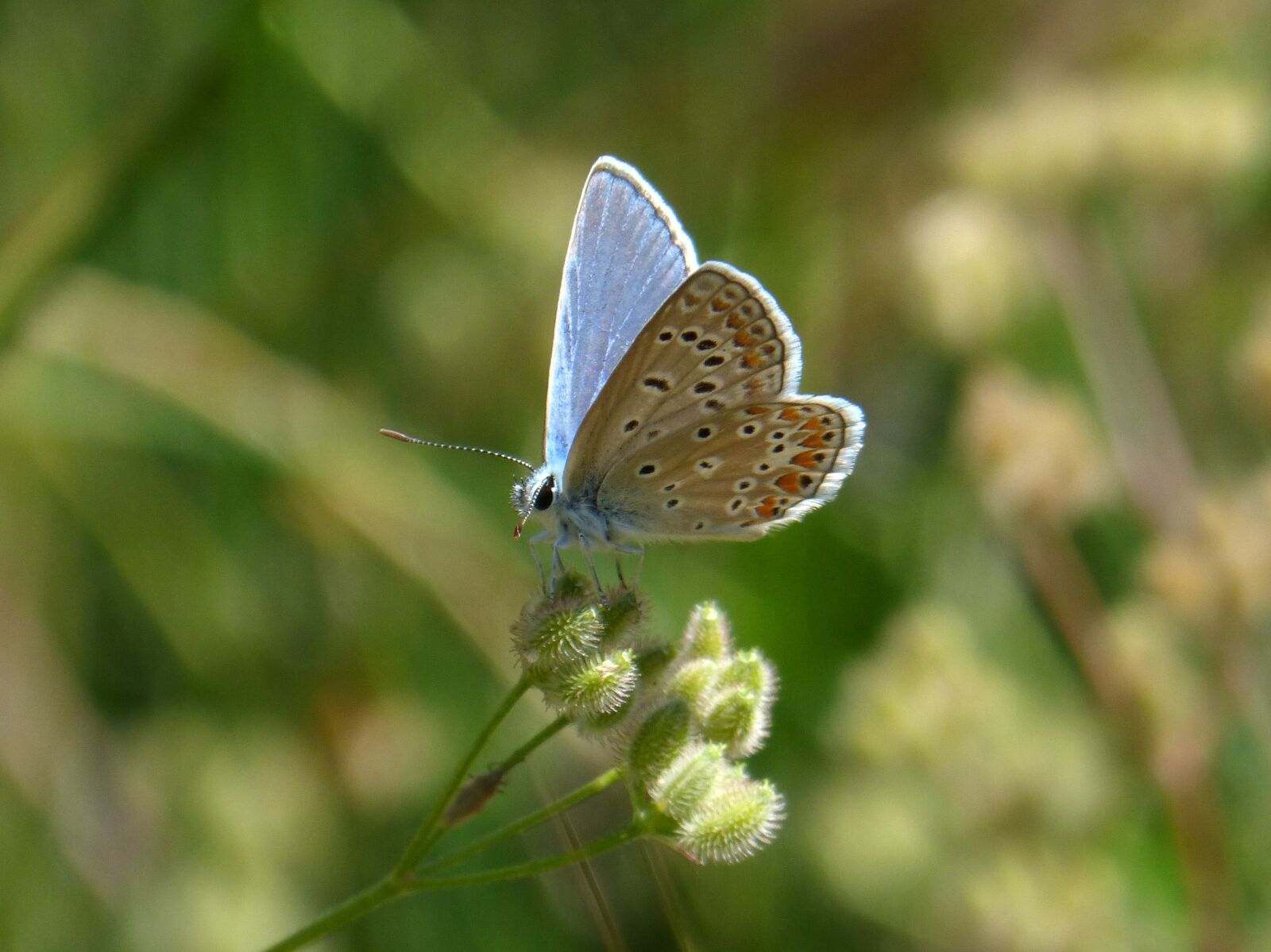 Panasonic DMC-FZ62 sample photo. Blue butterfly, blaveta, butterfly photography