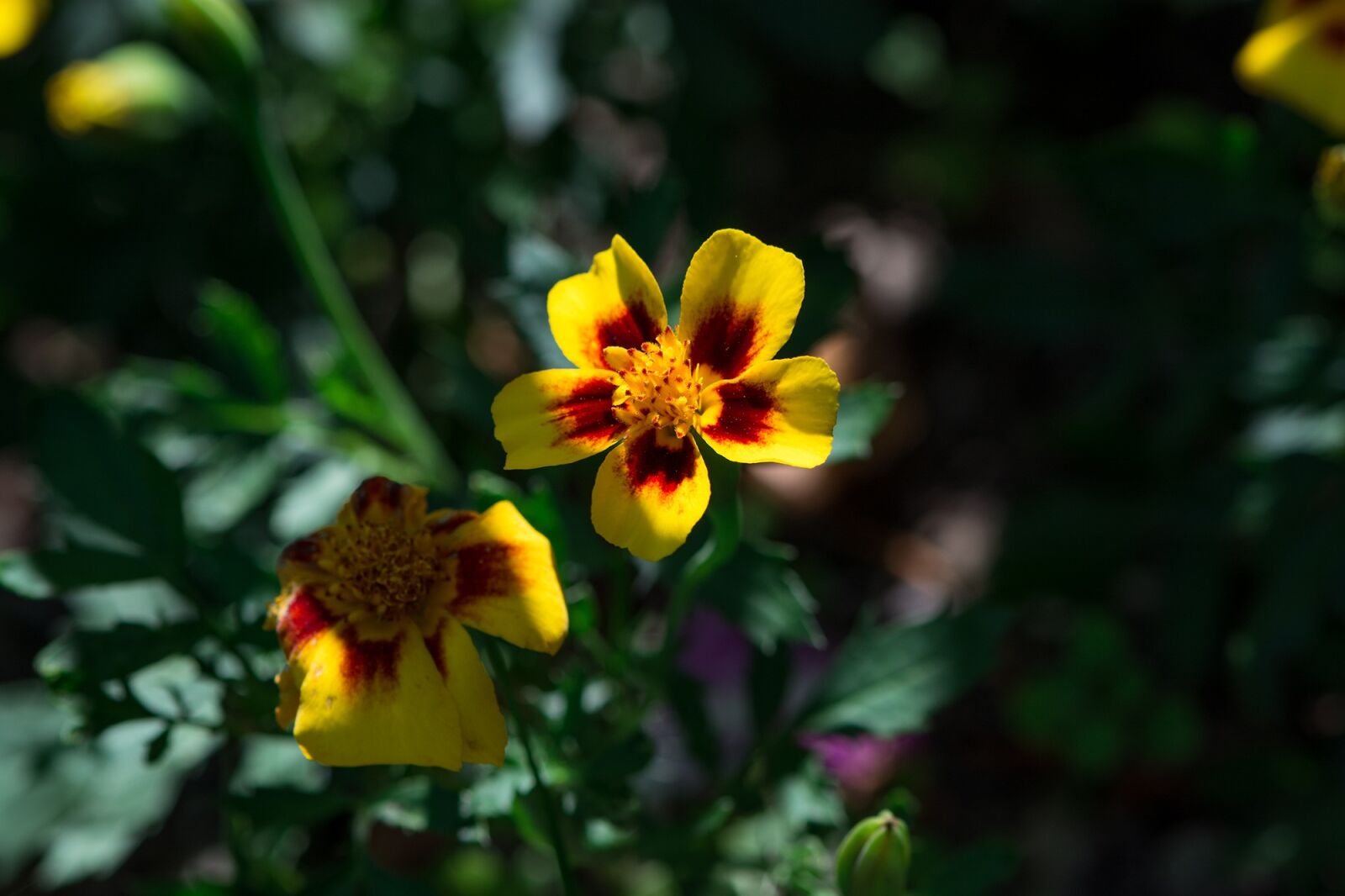 Nikon D7100 sample photo. Flower, yellow red, yellow photography