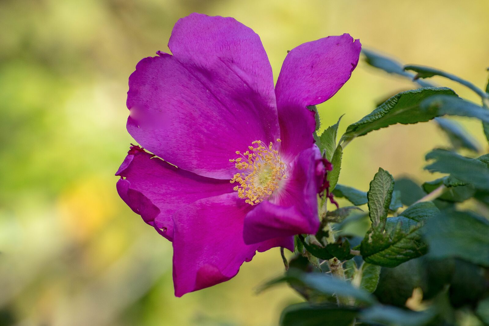 Canon EOS 6D Mark II sample photo. Flower, purple, brier photography
