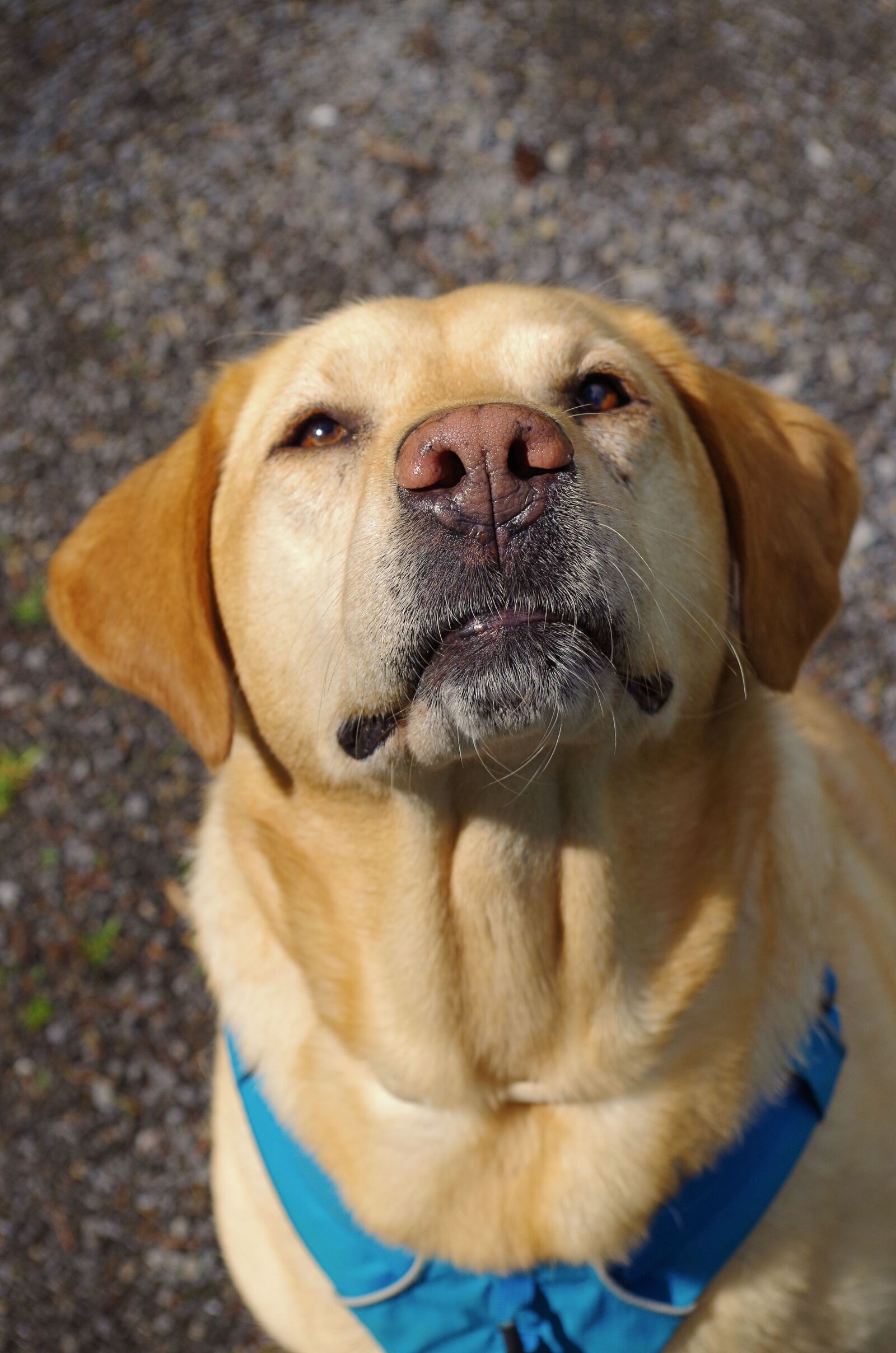 Pentax K-50 sample photo. Dog, labrador, pet photography