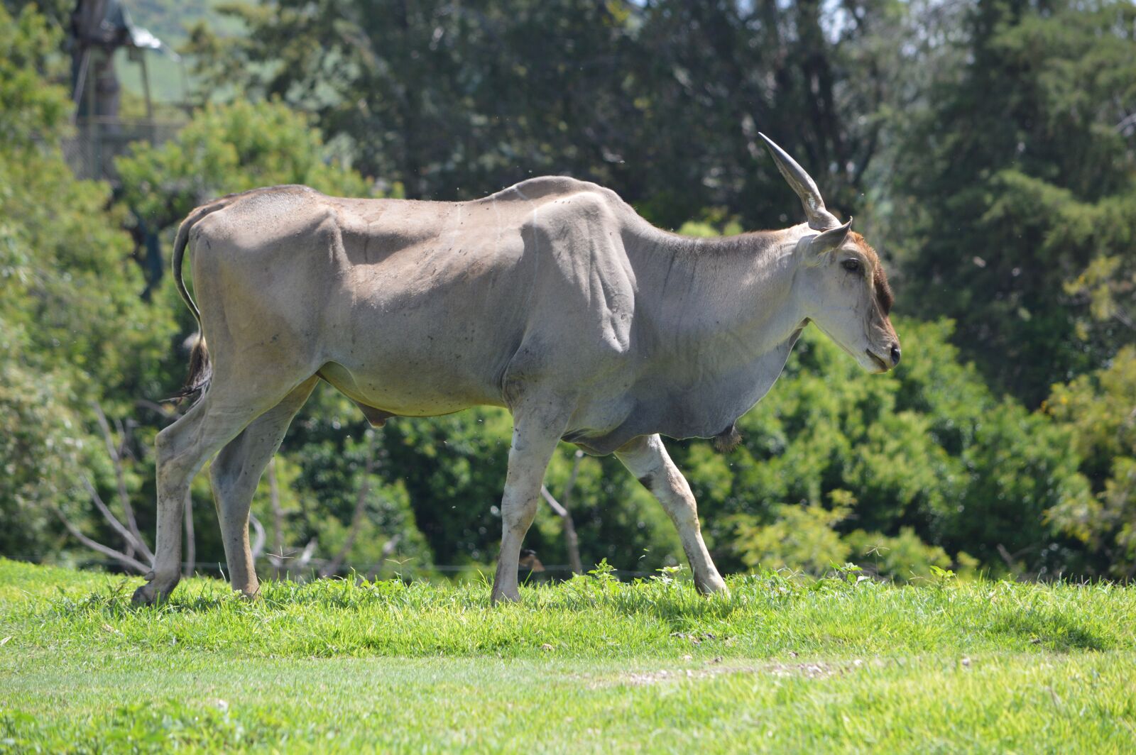 Nikon D3200 sample photo. Wild, zoo, skins photography