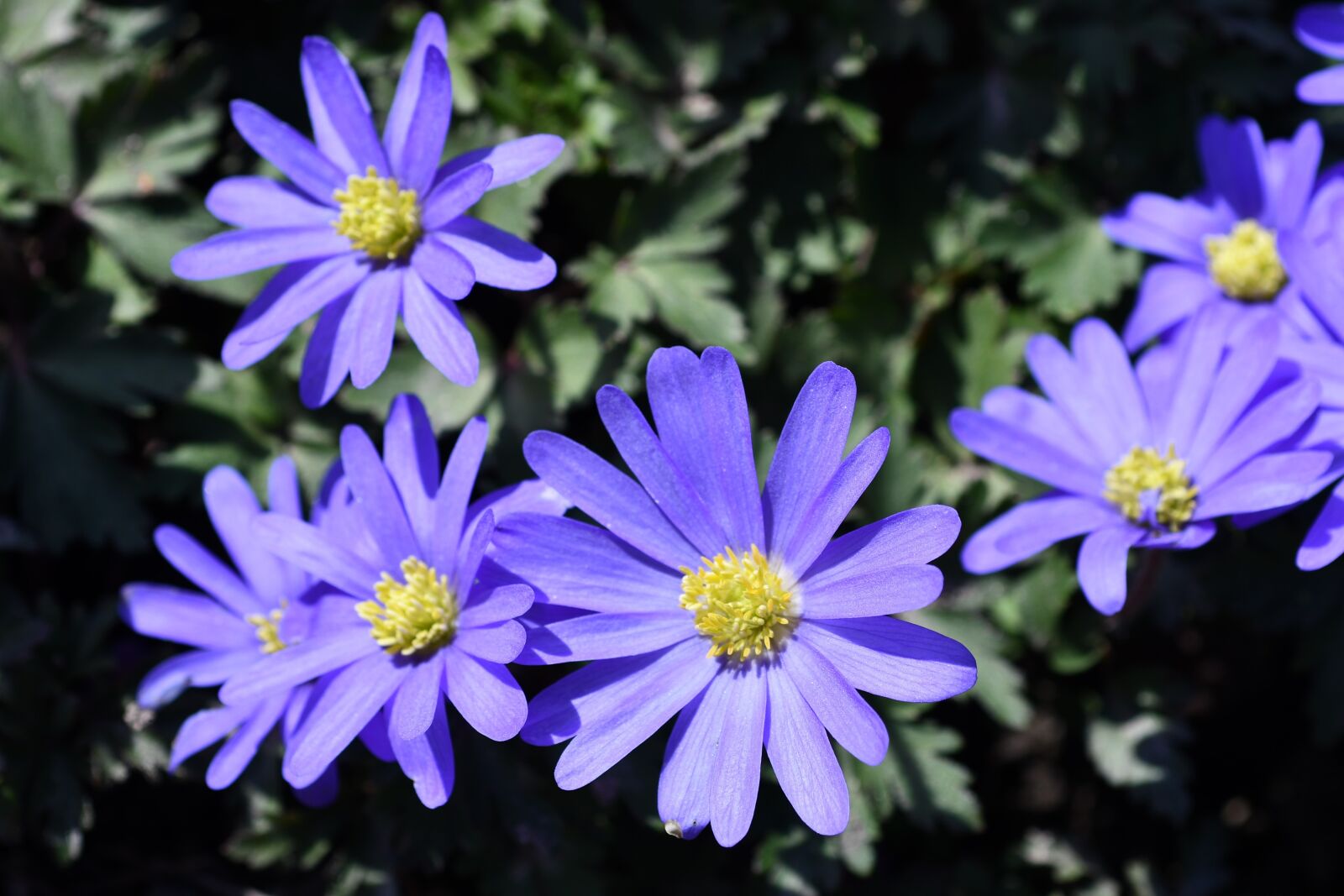 Nikon D7500 sample photo. Flowers, spring, blue photography