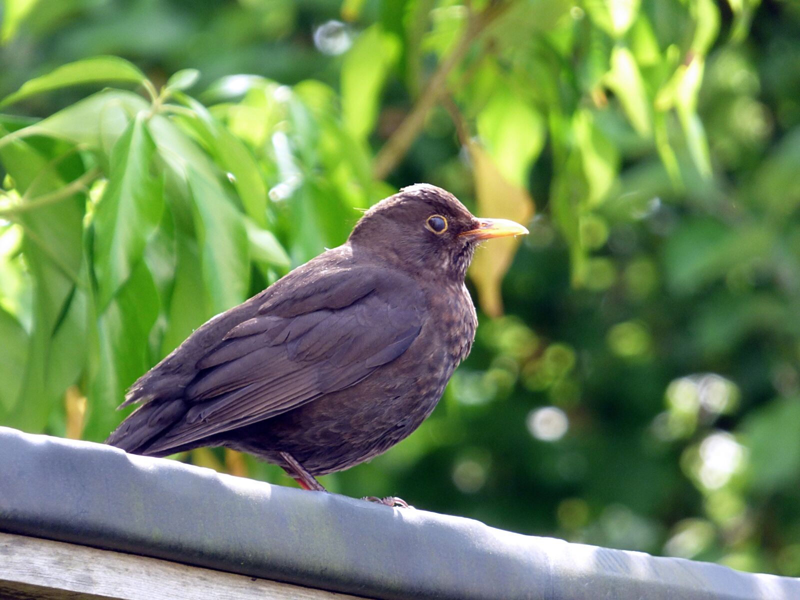 Panasonic DMC-FZ72 sample photo. Blackbird, bird, nature photography