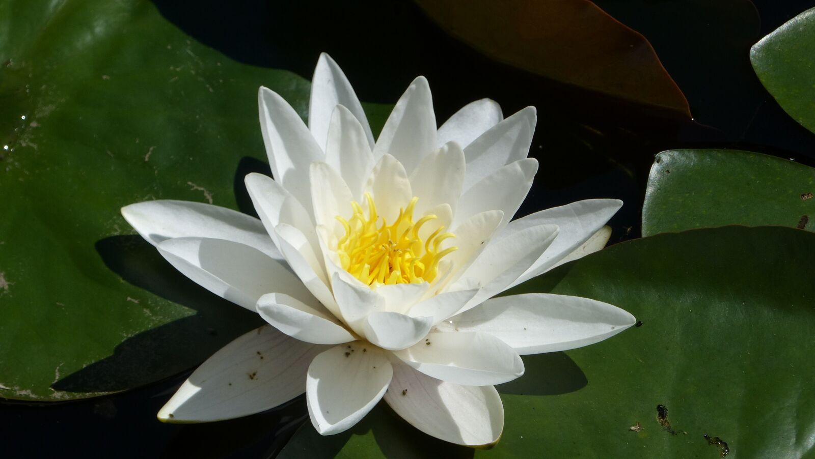 Panasonic Lumix DMC-FZ200 sample photo. Water lily, blossom, bloom photography