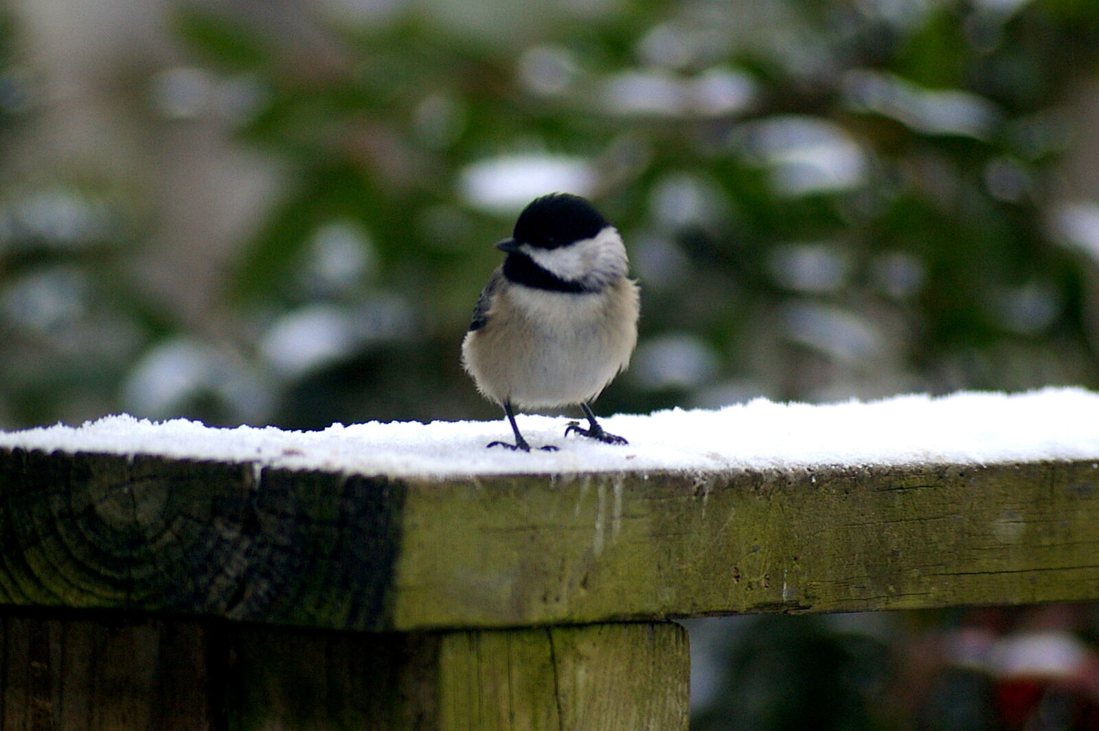 Pentax *ist DL sample photo. Bird, snow, winter photography