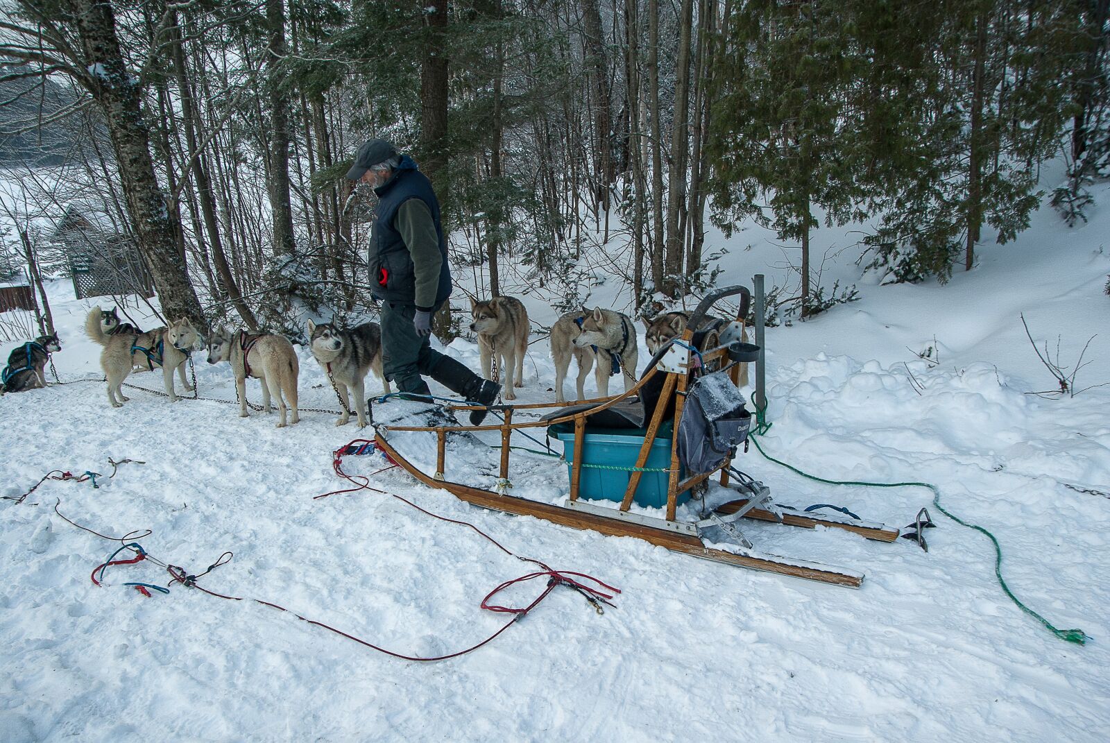 Pentax K10D sample photo. Hitch, sled dogs, sled photography