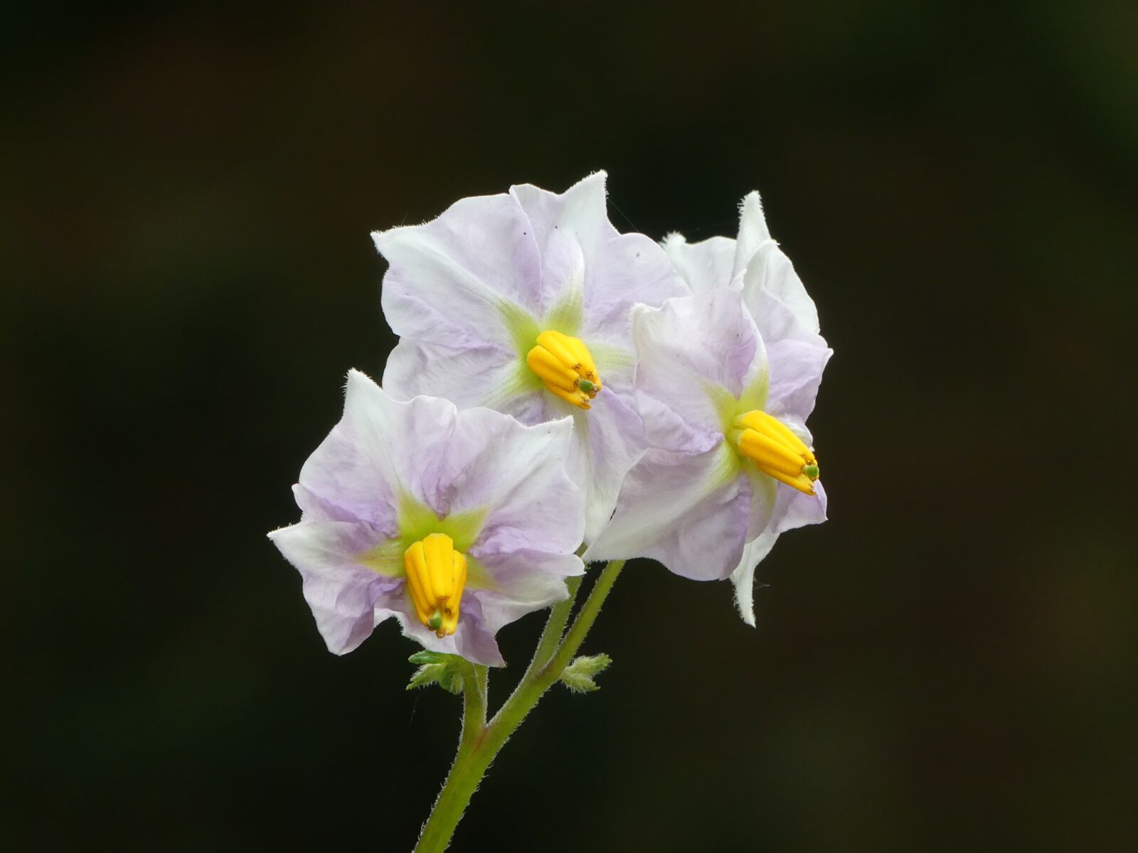 Panasonic Lumix DMC-FZ300 sample photo. Flower, summer, plant photography