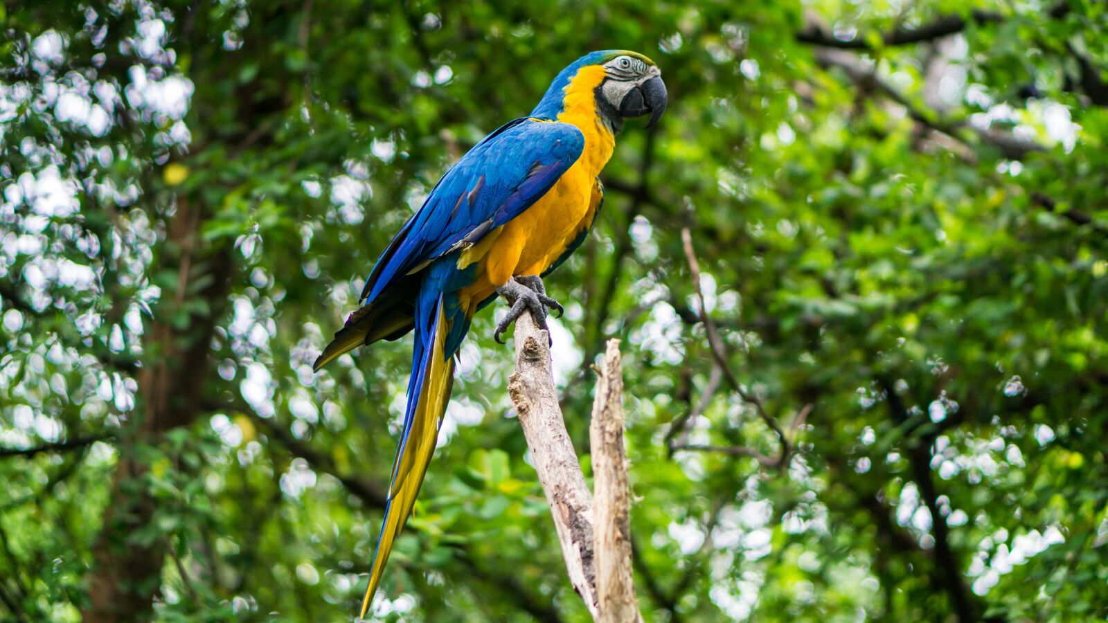 E 50mm F1.8 OSS sample photo. Parrot, animal, nature photography