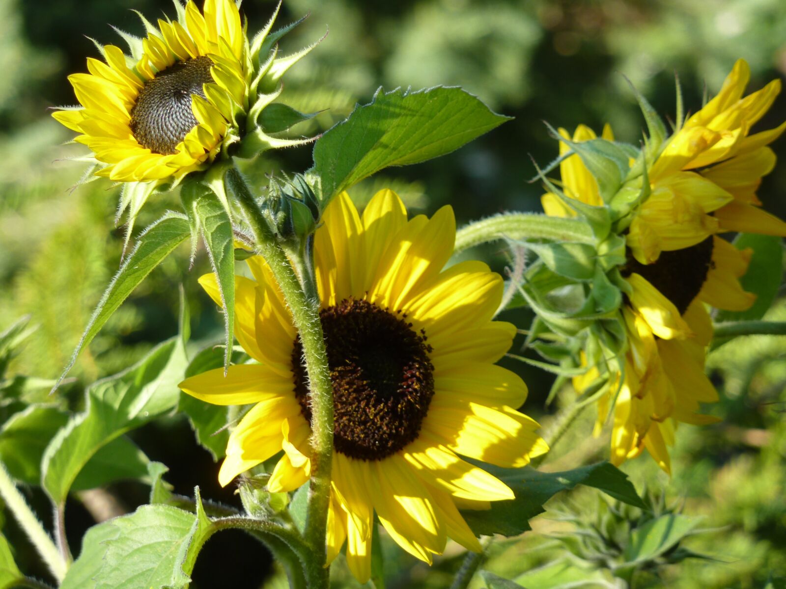 Panasonic DMC-TZ7 sample photo. Sunflower, sunflowers, sunflower seeds photography