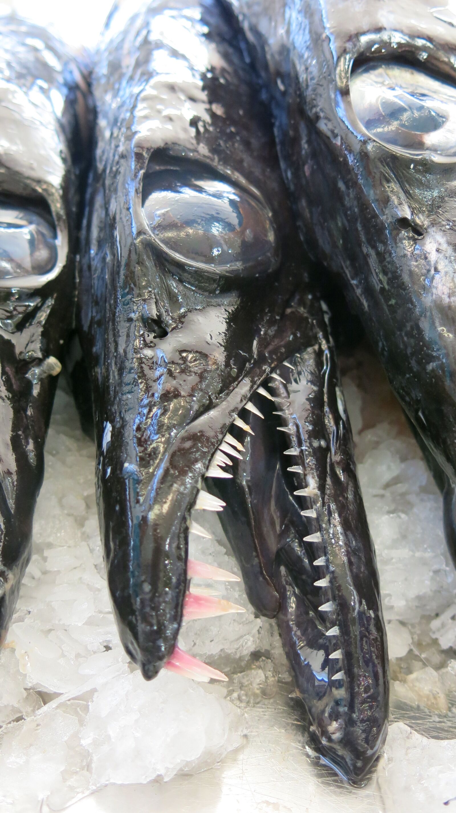 Canon PowerShot G15 sample photo. Fish, eye, tooth photography