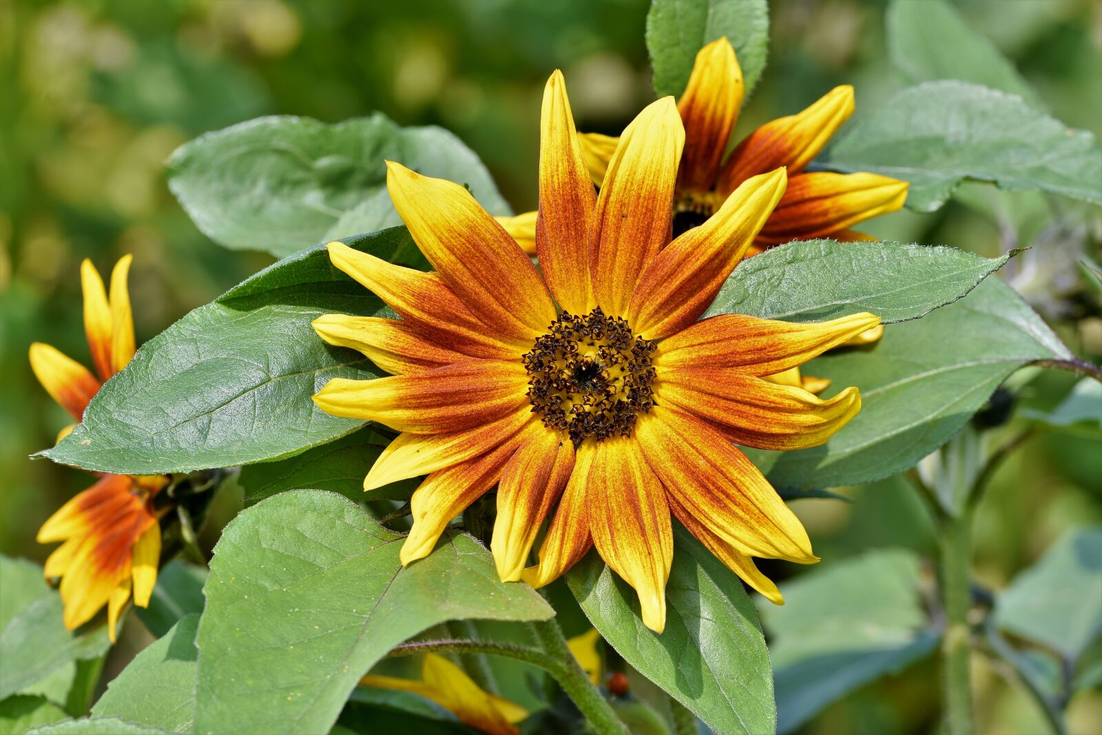 Nikon D7200 sample photo. Sunflower, flower, blossom photography