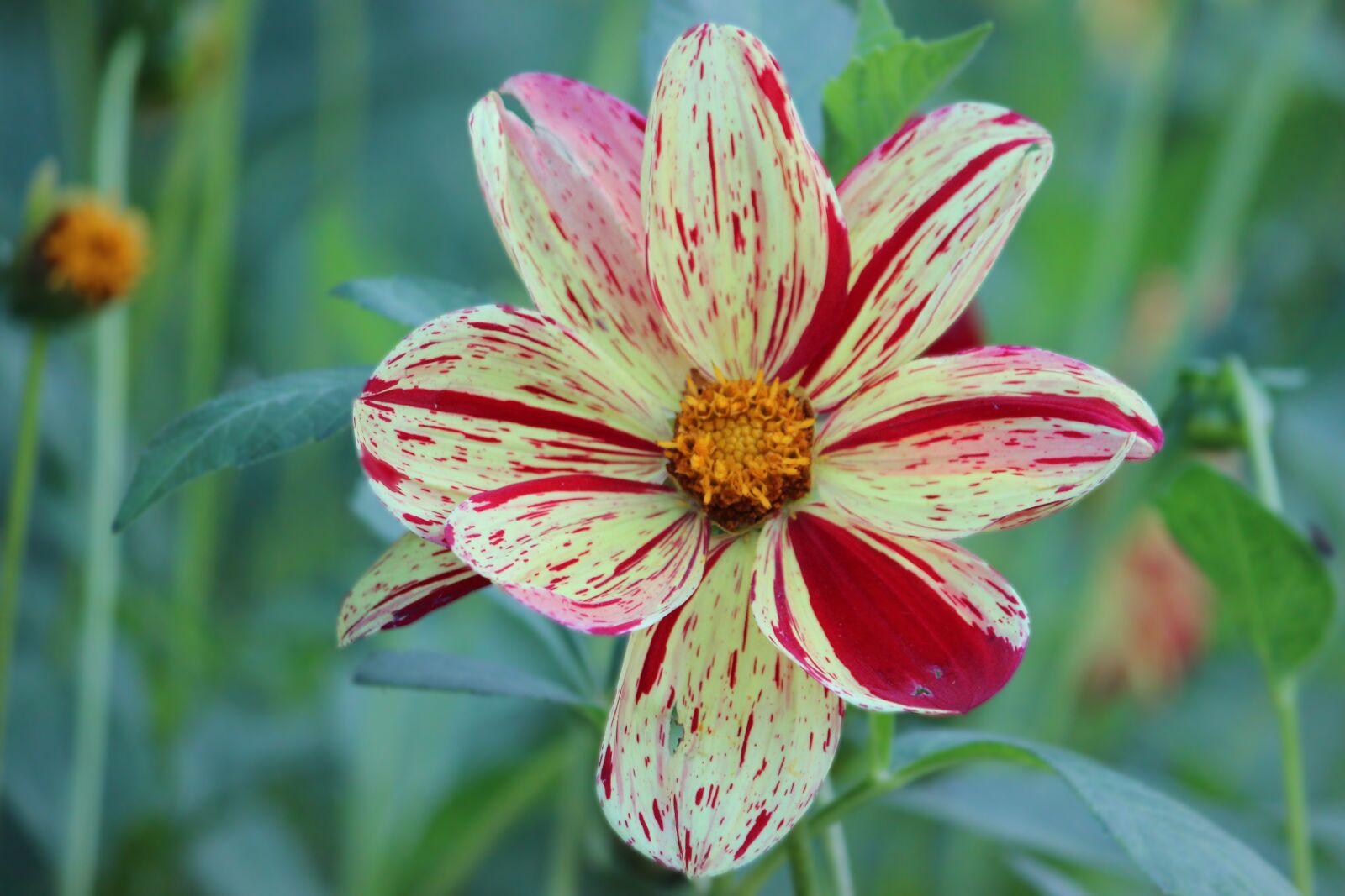 Canon EF-S 55-250mm F4-5.6 IS II sample photo. Dahlia, blossom, bloom photography