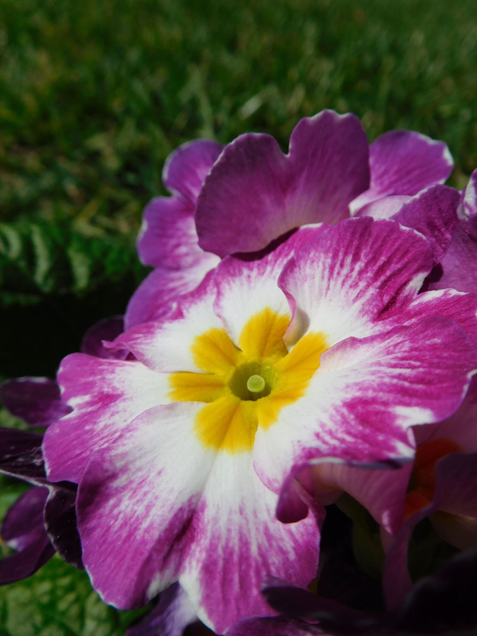 Nikon Coolpix S7000 sample photo. Primula, primrose, flower photography