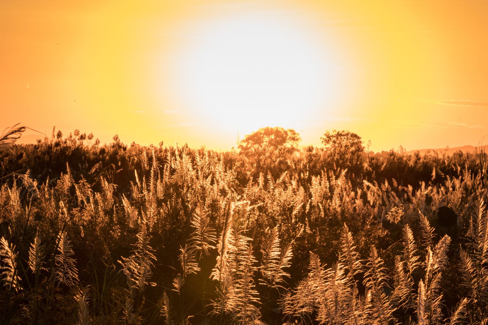 Canon EOS 80D sample photo. Sunset, field, sky photography