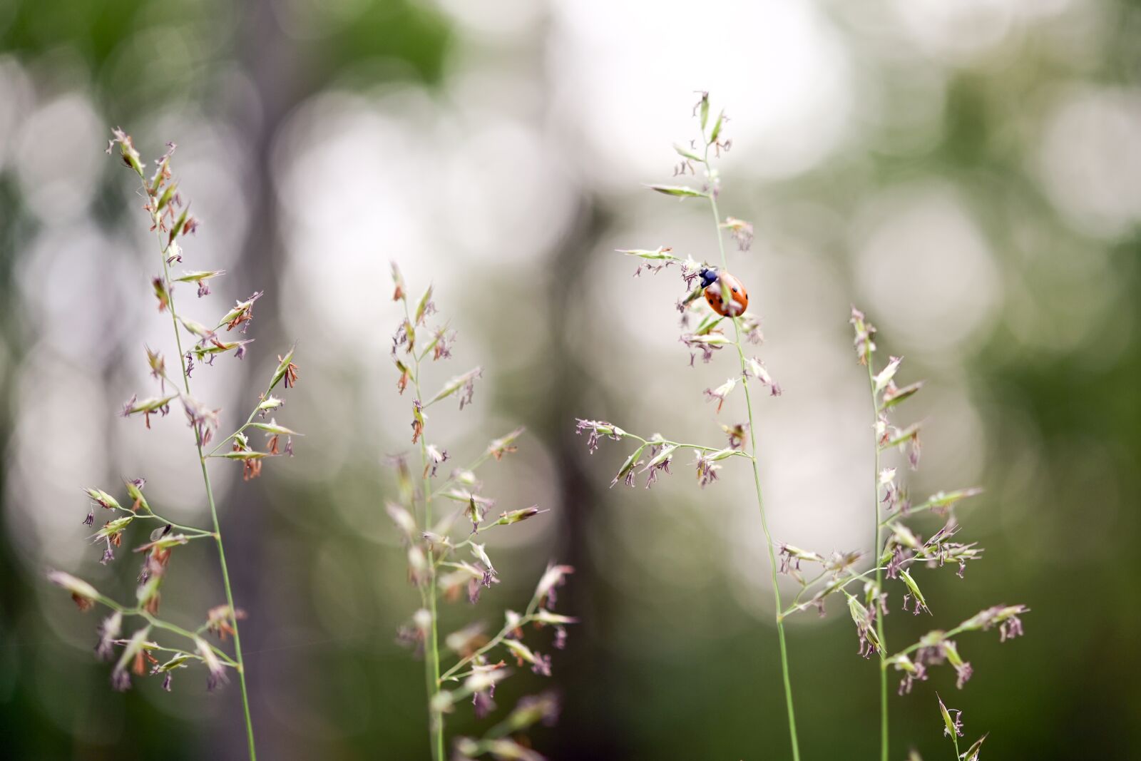 Nikon Z6 sample photo. Ladybug, beetle, insect photography