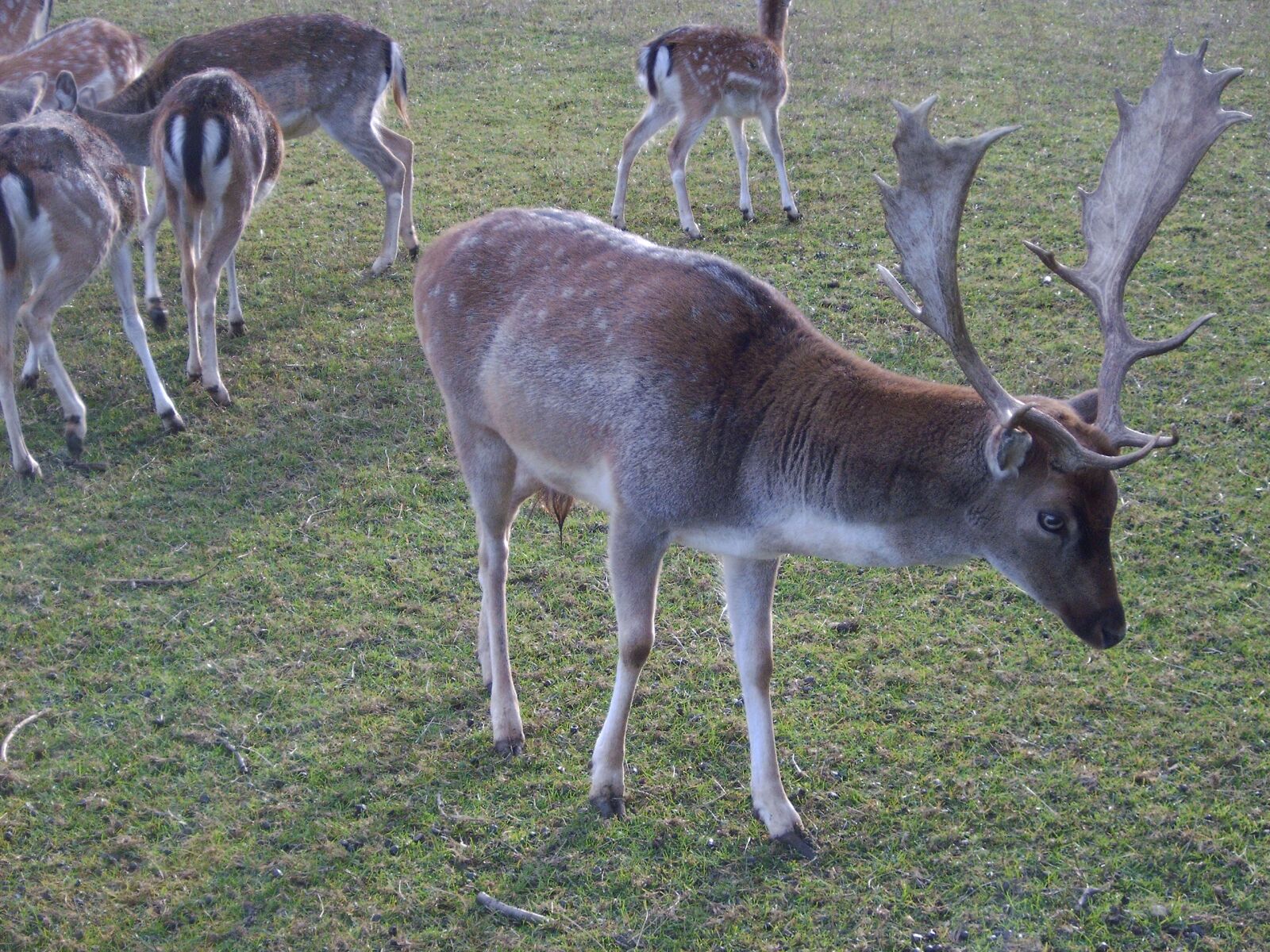 Digital Camera ND-5040 Digital Camera sample photo. Hirsch, animals, nature photography