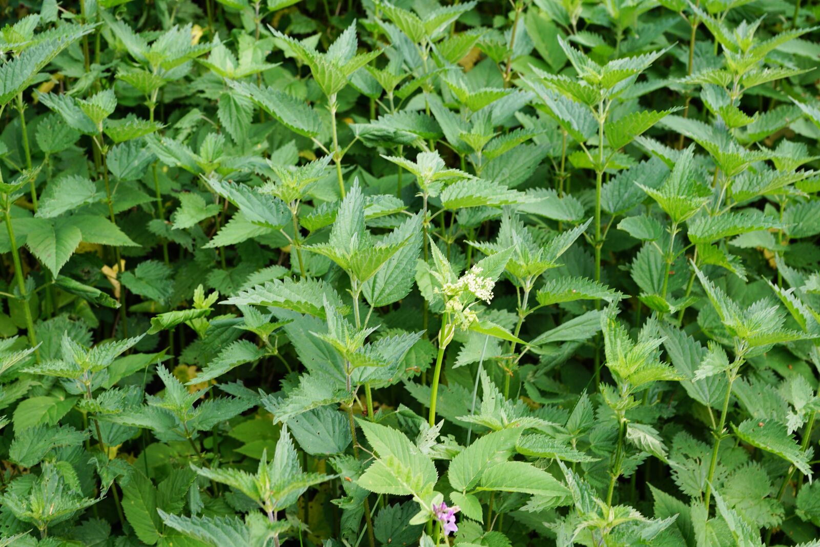 Sony ILCA-77M2 + Sony DT 16-50mm F2.8 SSM sample photo. Mint, peppermint, garden photography
