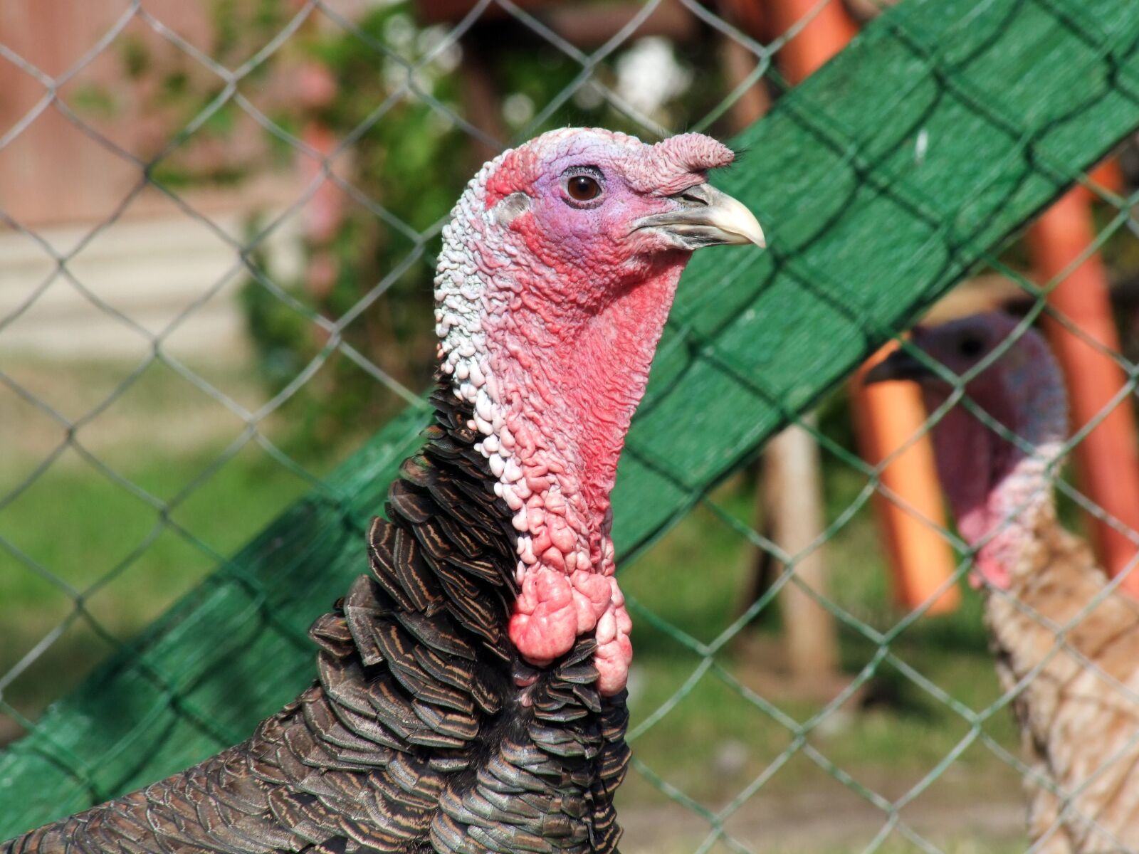 Fujifilm FinePix S100fs sample photo. Turkey, poultry, winged photography