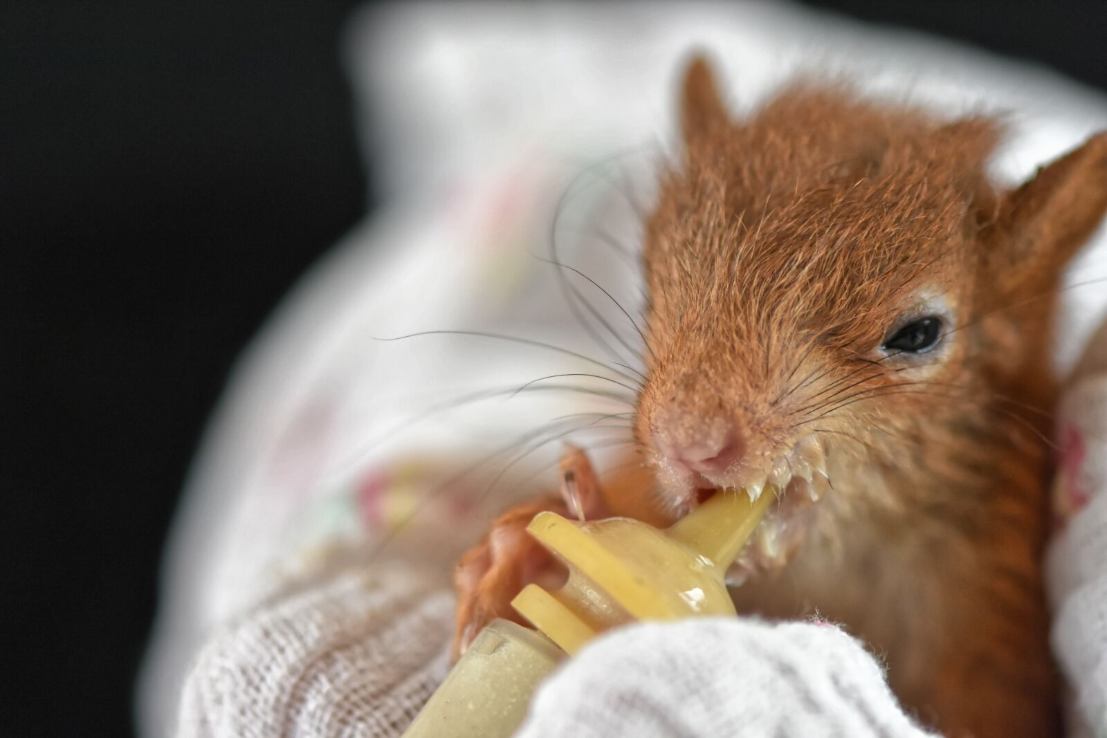 Nikon D7200 sample photo. Squirrel, baby, beef up photography