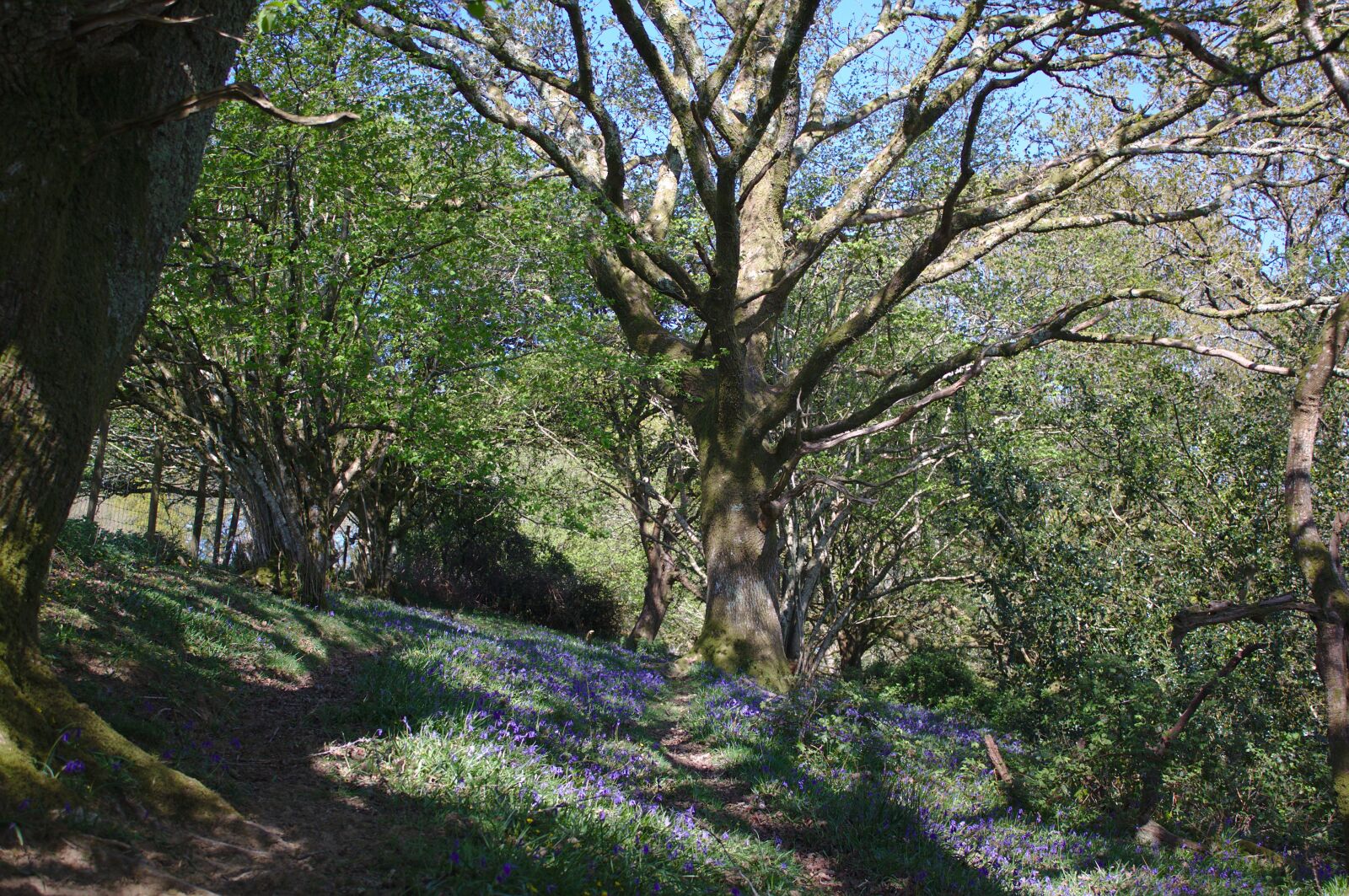 Canon EOS 50D sample photo. Bluebells, oak, woods photography