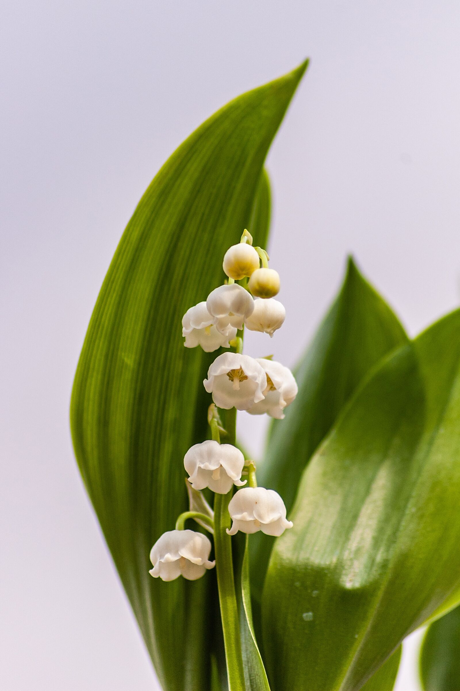 Nikon D70s sample photo. Lily of the valley photography