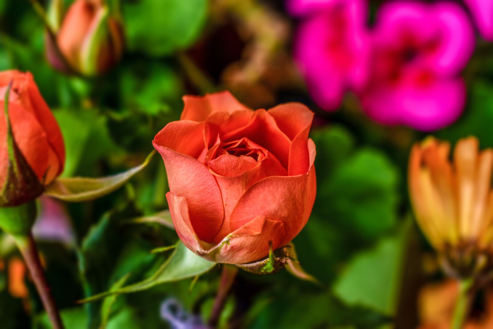 Nikon D3400 sample photo. Rosa, flower, nature photography