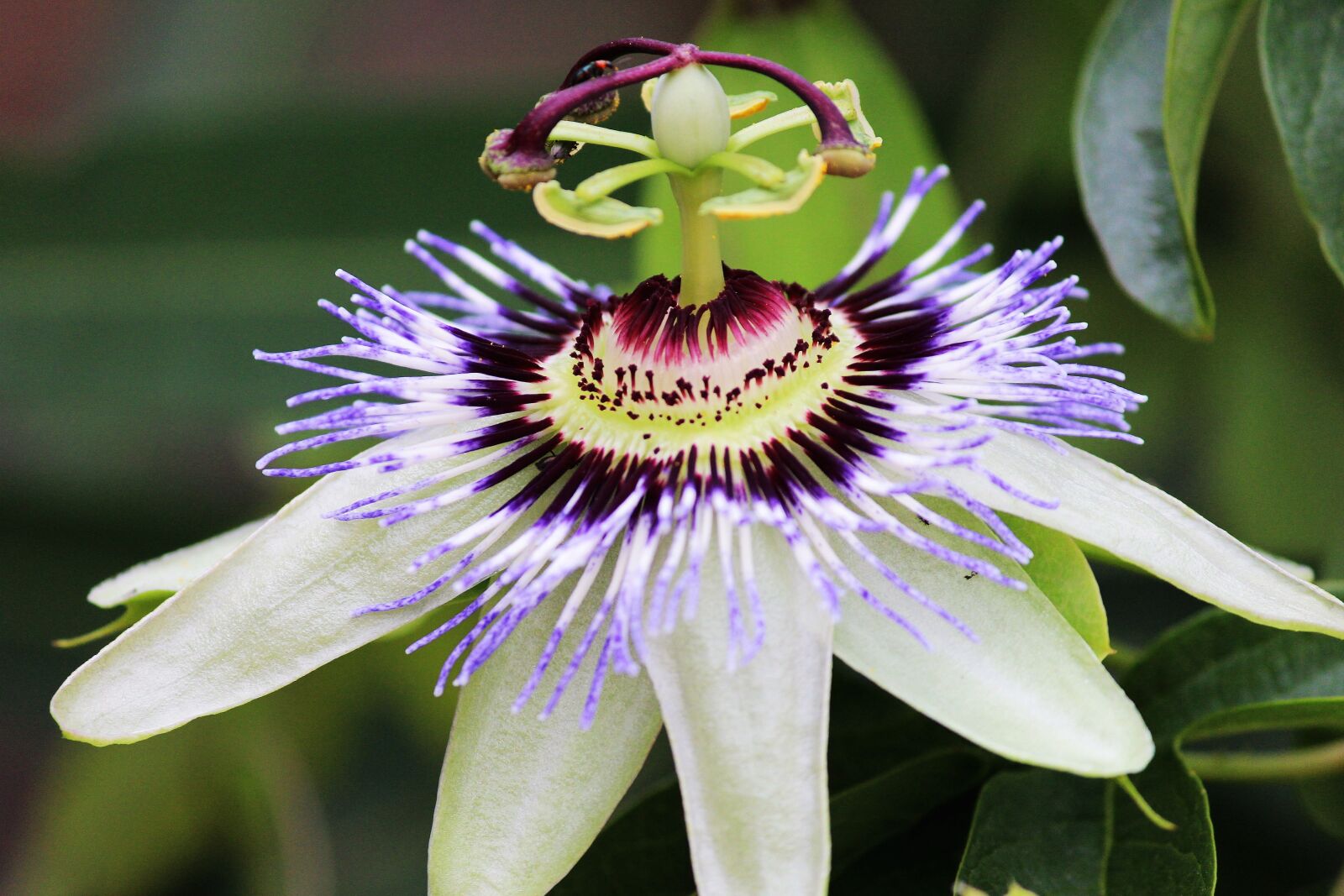 Canon EOS 600D (Rebel EOS T3i / EOS Kiss X5) sample photo. Passion flower, blossom, bloom photography