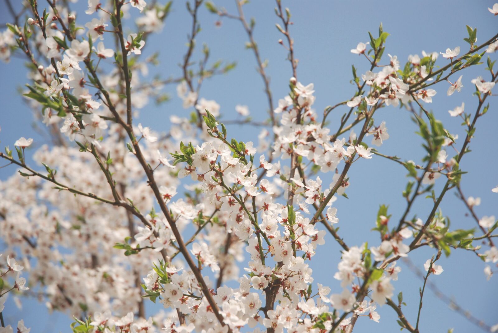Nikon D80 sample photo. Willow, tree, spring photography