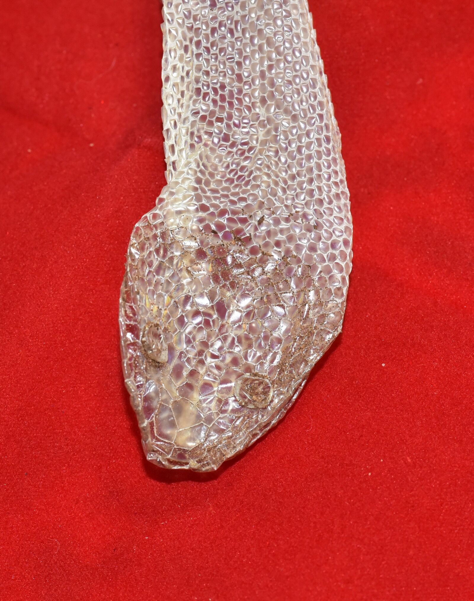Nikon D750 sample photo. Skin, snake skin, scale photography