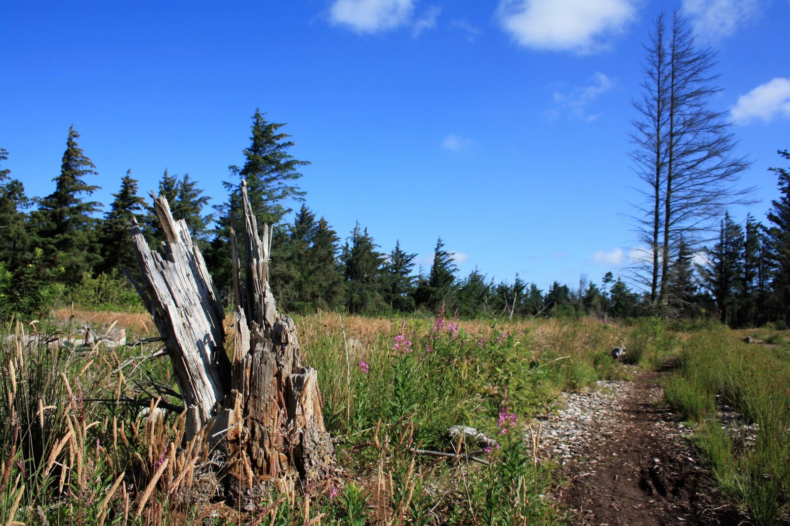 Canon EOS 1000D (EOS Digital Rebel XS / EOS Kiss F) sample photo. Denmark, tree stump, coniferous photography