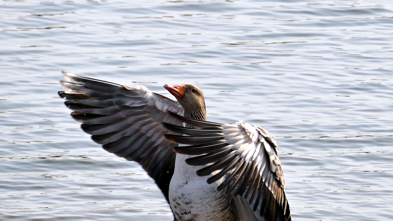 Panasonic Lumix DMC-FZ1000 sample photo. Wild goose, wing, lake photography