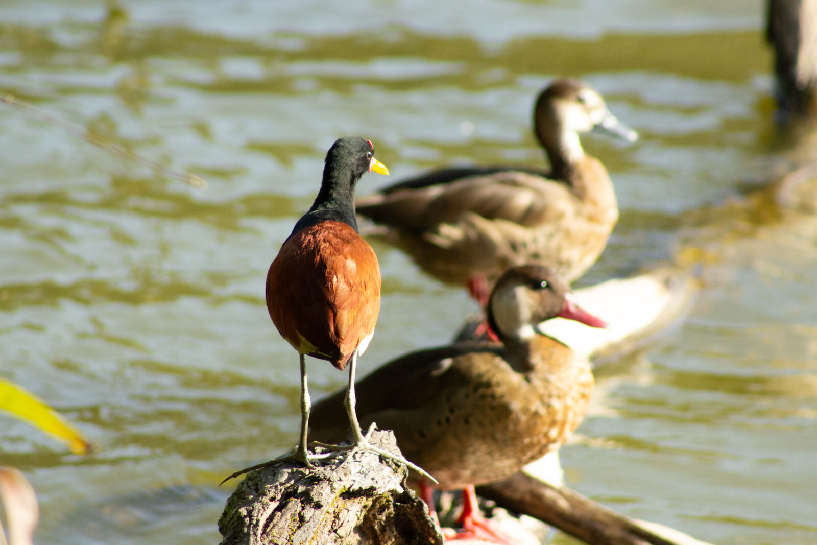 Canon EF 75-300mm f/4-5.6 sample photo