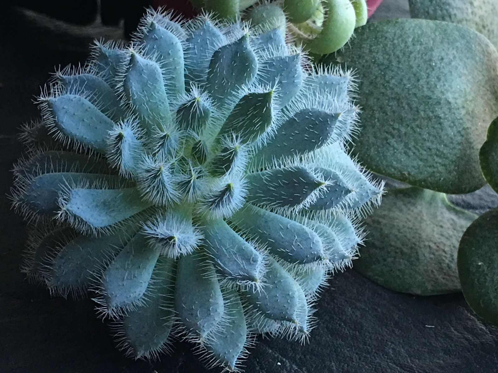 iPhone 6s Plus back camera 4.15mm f/2.2 sample photo. Fleshy leaves, cactus, hairs photography