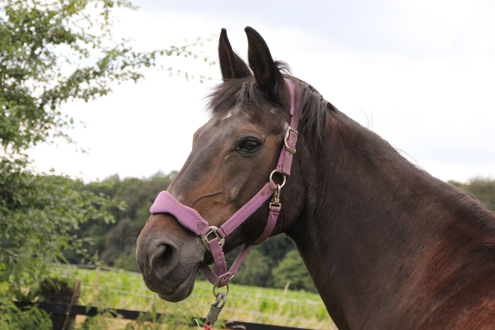 Canon EOS 550D (EOS Rebel T2i / EOS Kiss X4) sample photo. Hanoverian, westphalian, mare photography
