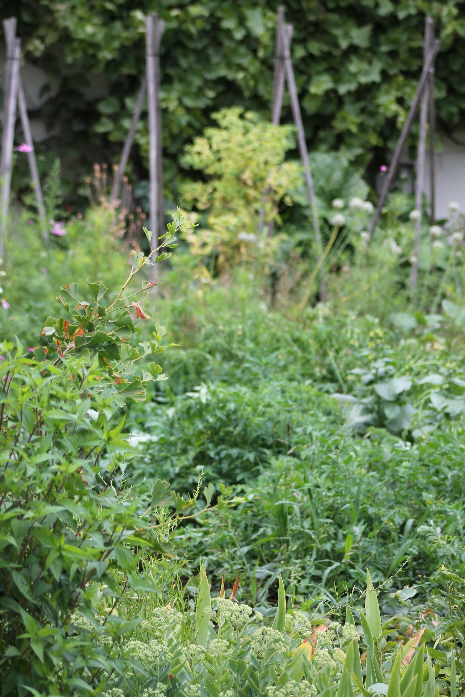 Canon EF75-300mm f/4-5.6 sample photo. Garden, nature, plant photography