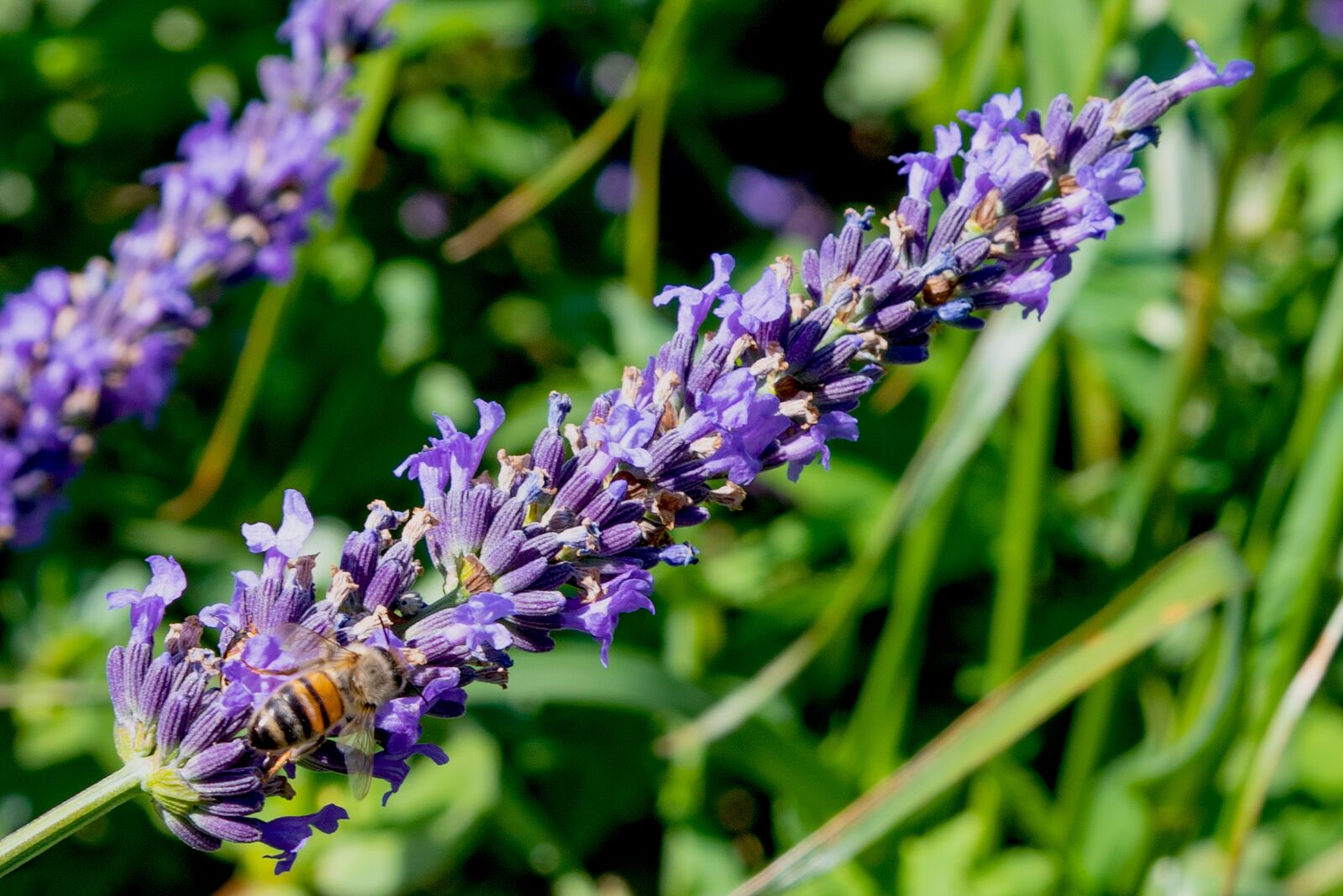 Nikon D750 sample photo. Lavender, bee, close up photography